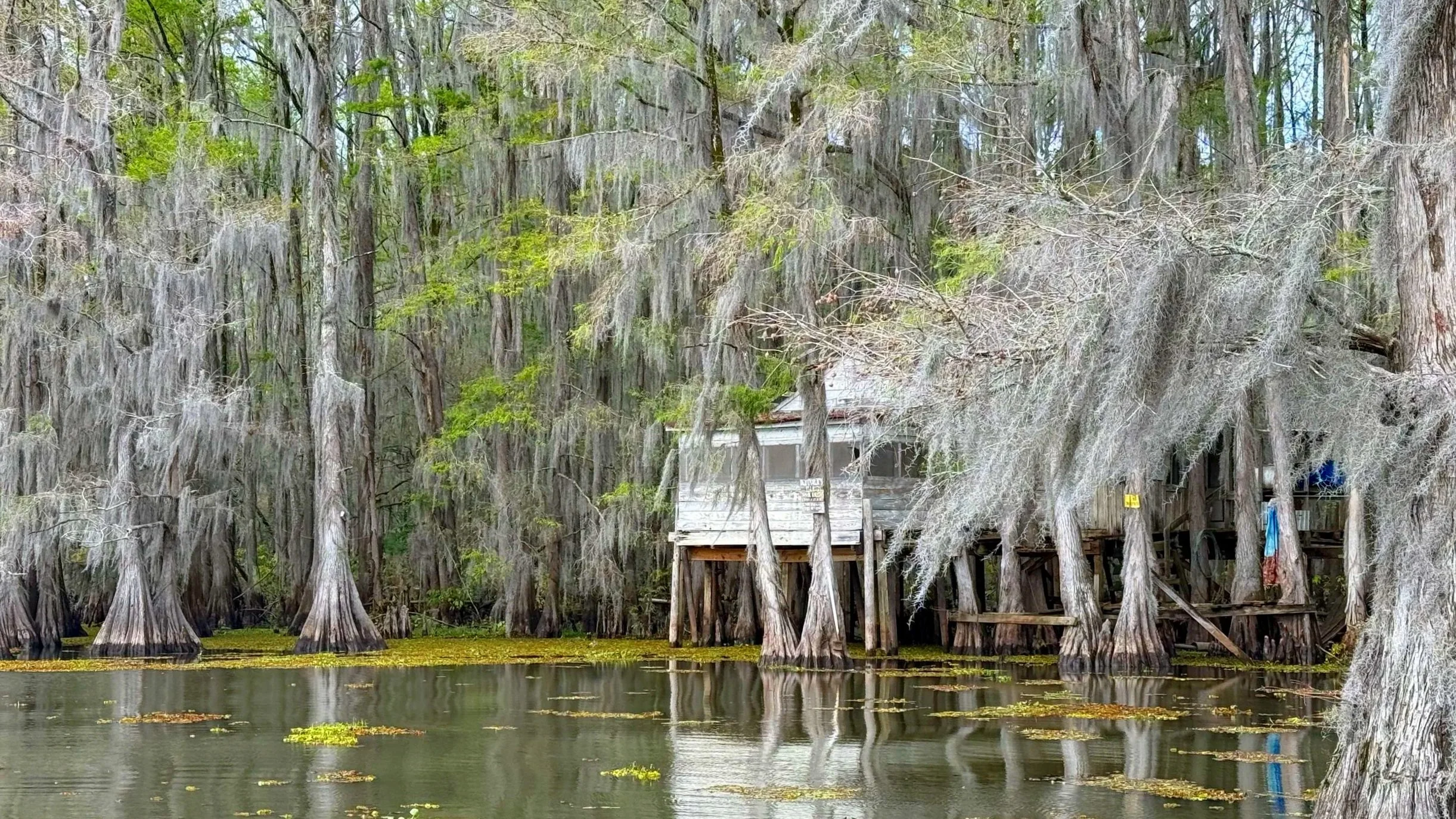 Spanish Moss covers Caddo Lake in the American South.