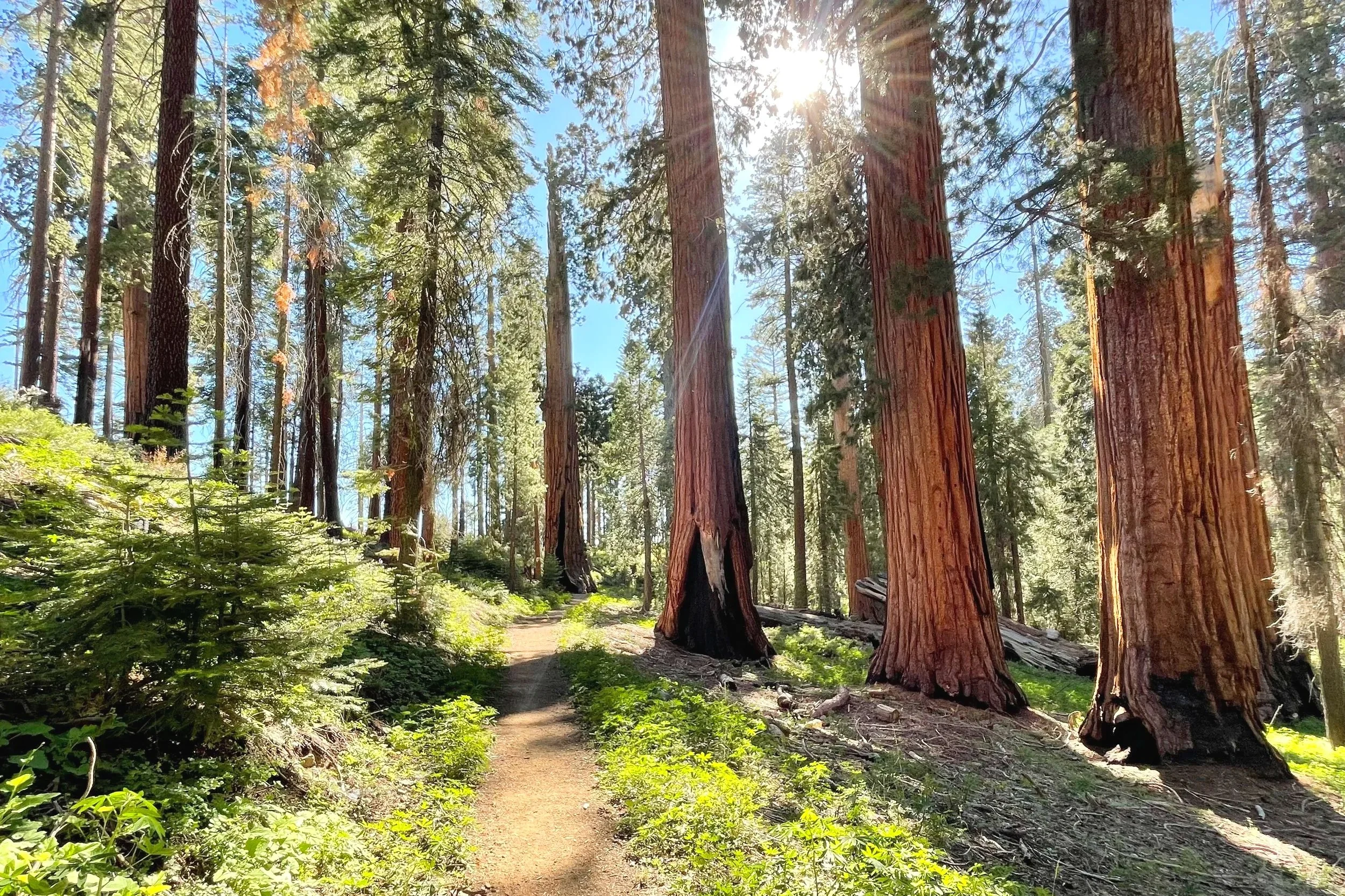 A grove of giant sequoia trees with a trail going through them.