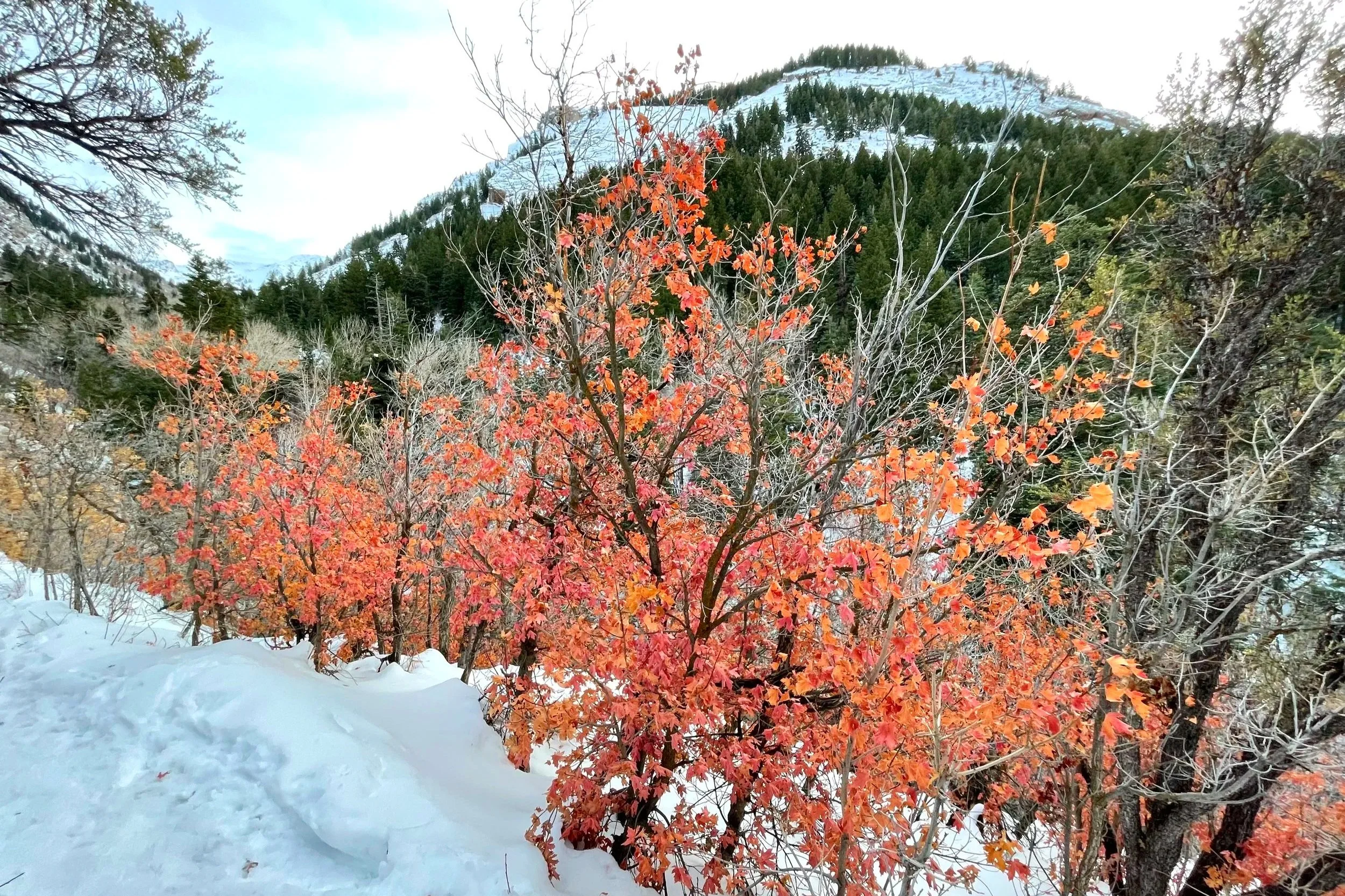 Orange and evergreen trees grow through the snow on a spring hike in the mountains.