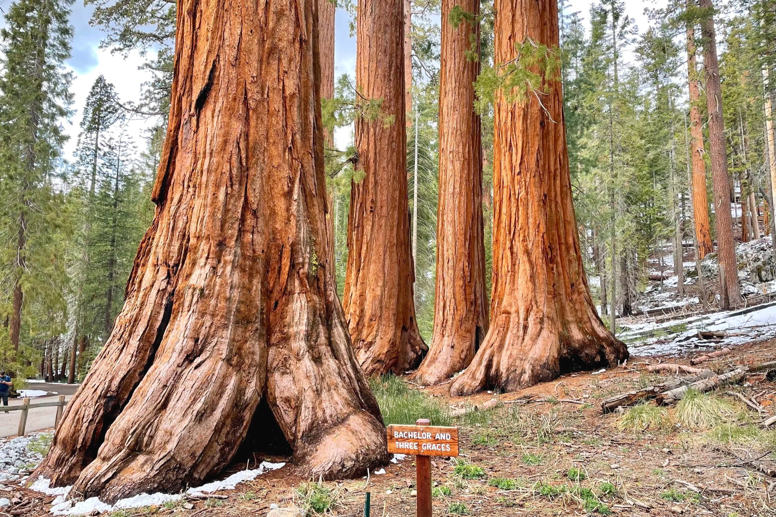 A cluster of four giant sequoia trees are found in Mariposa Grove