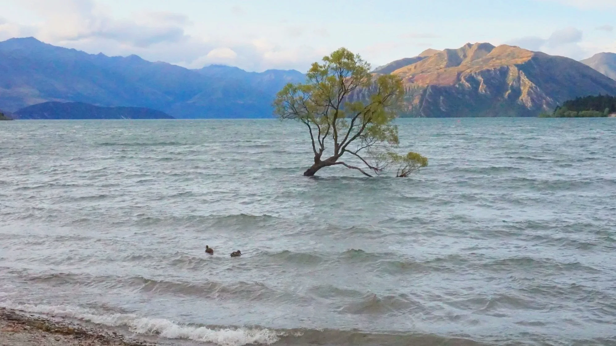 That Wanaka Tree in Wanaka, New Zealand