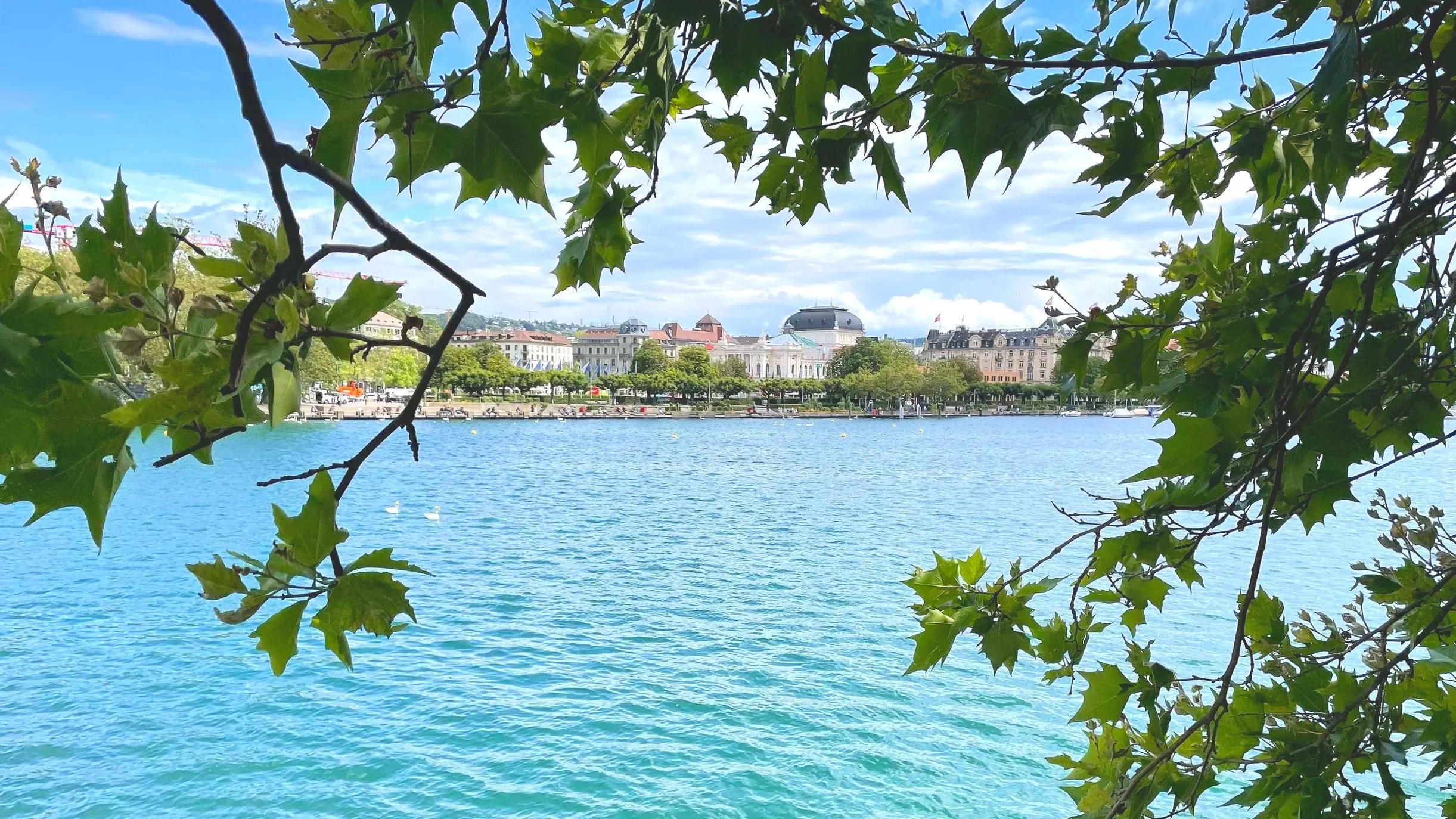 Zurich Lake is framed by tree branches with the city skyline in the background.