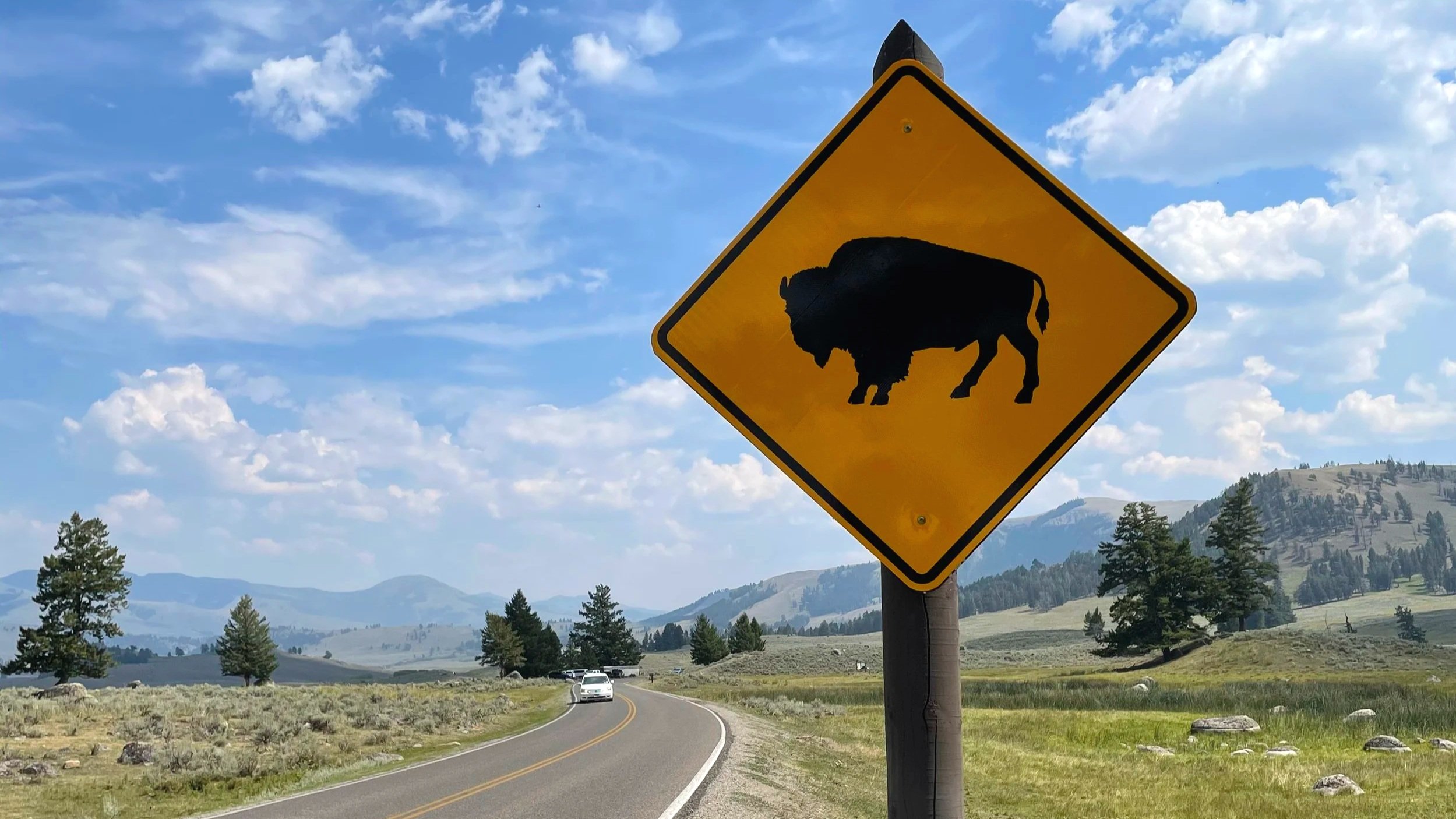 Bison signs in Yellowstone designate where visitors may encounter bison jams