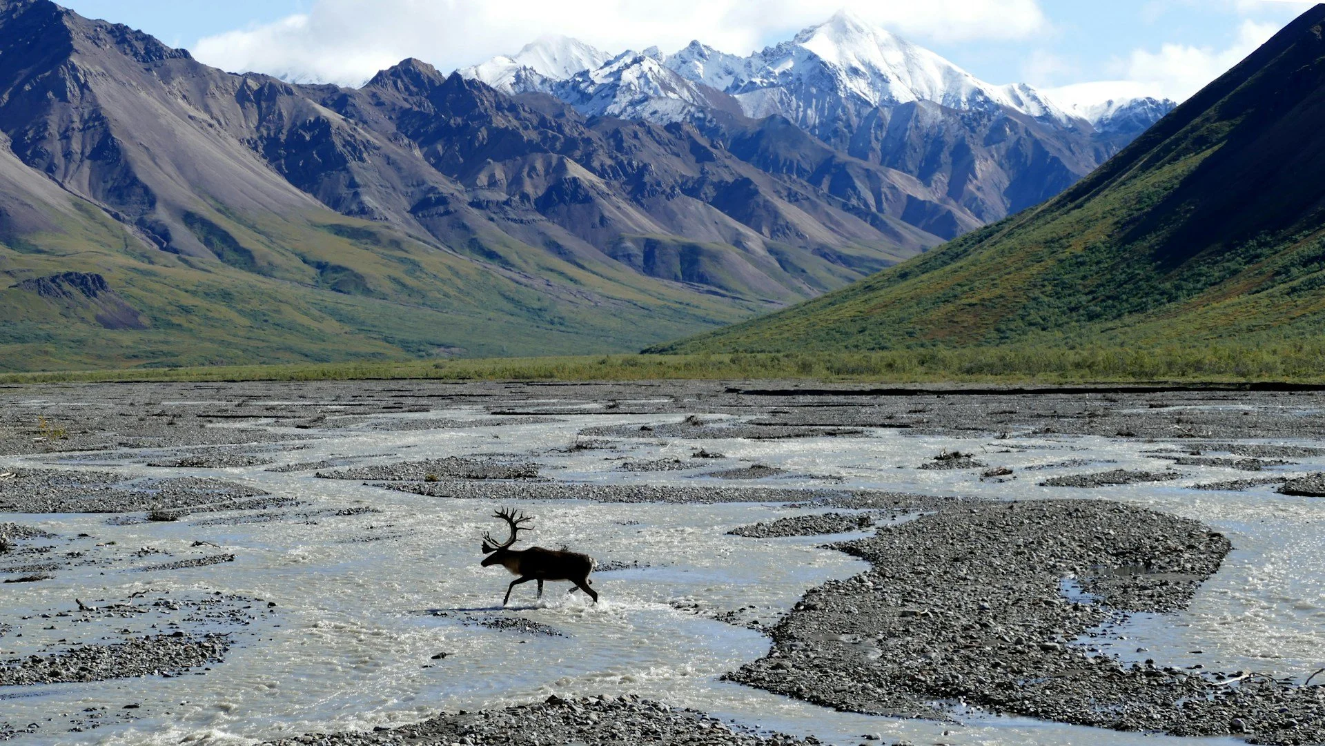 Denali National Park mountains and elk in water - top destinations in usa