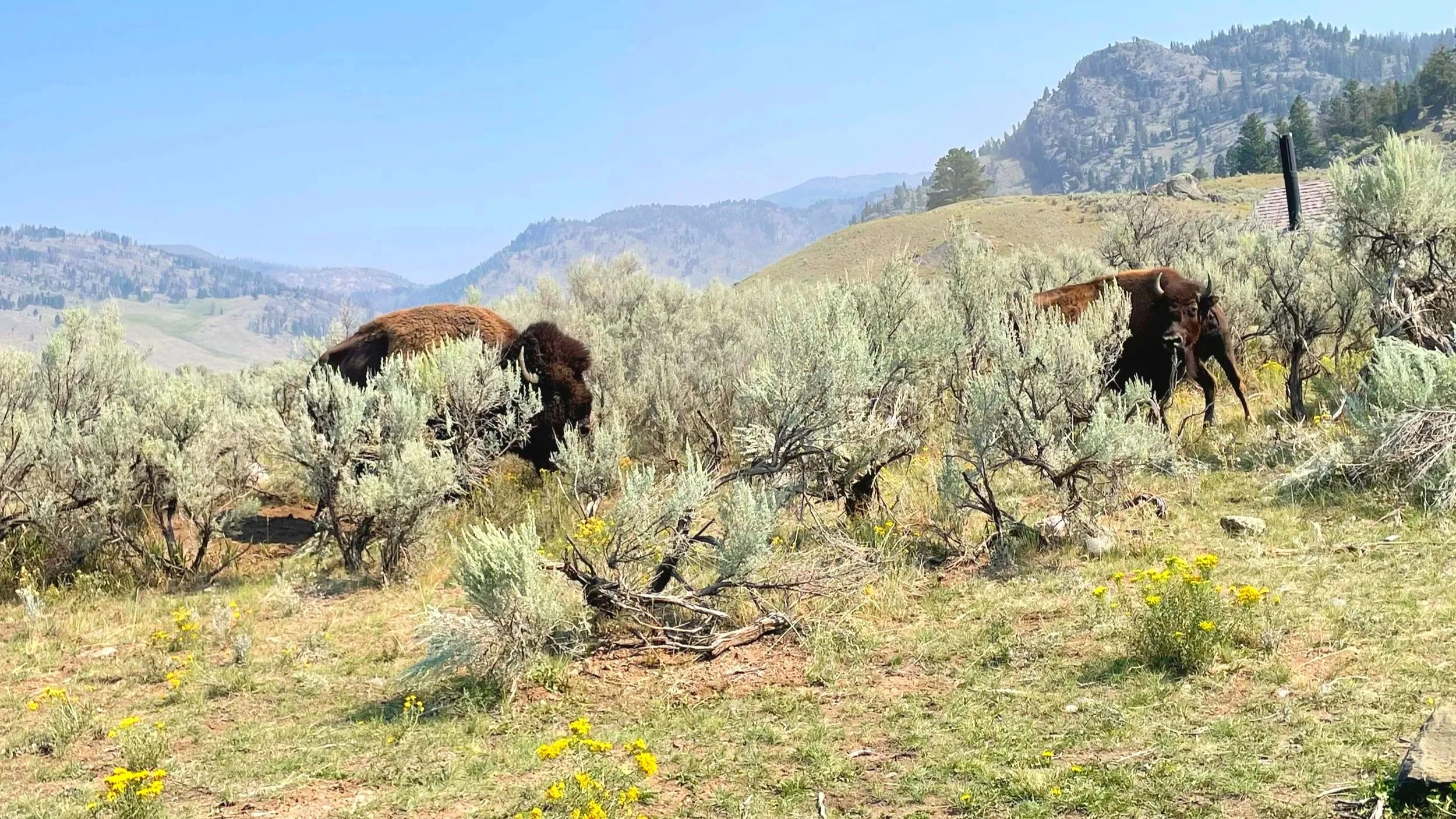 A bull and cow bison greet each other in Yellowstone during rut season