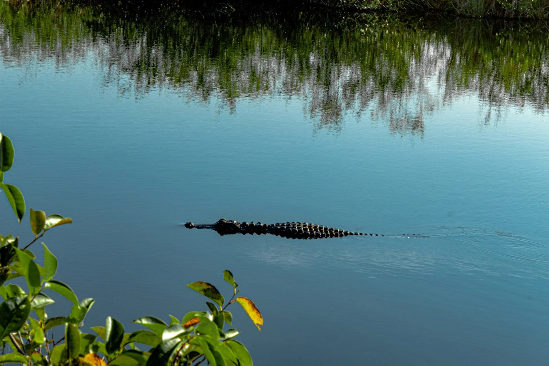 An alligator at Everglades National Park in Florida, USA
