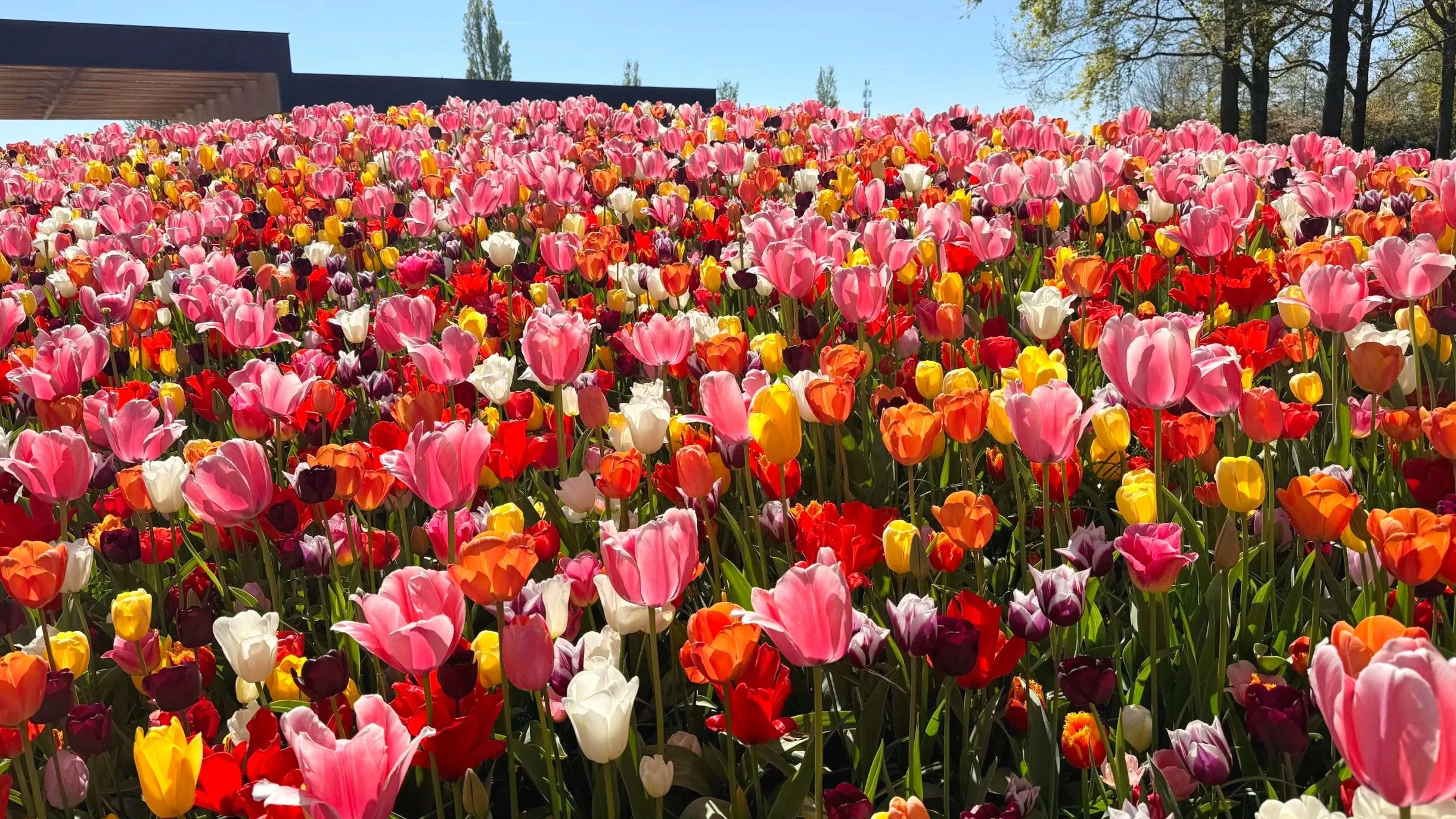 A hill with a variety of tulips glistens in the sunlight outside of Amsterdam