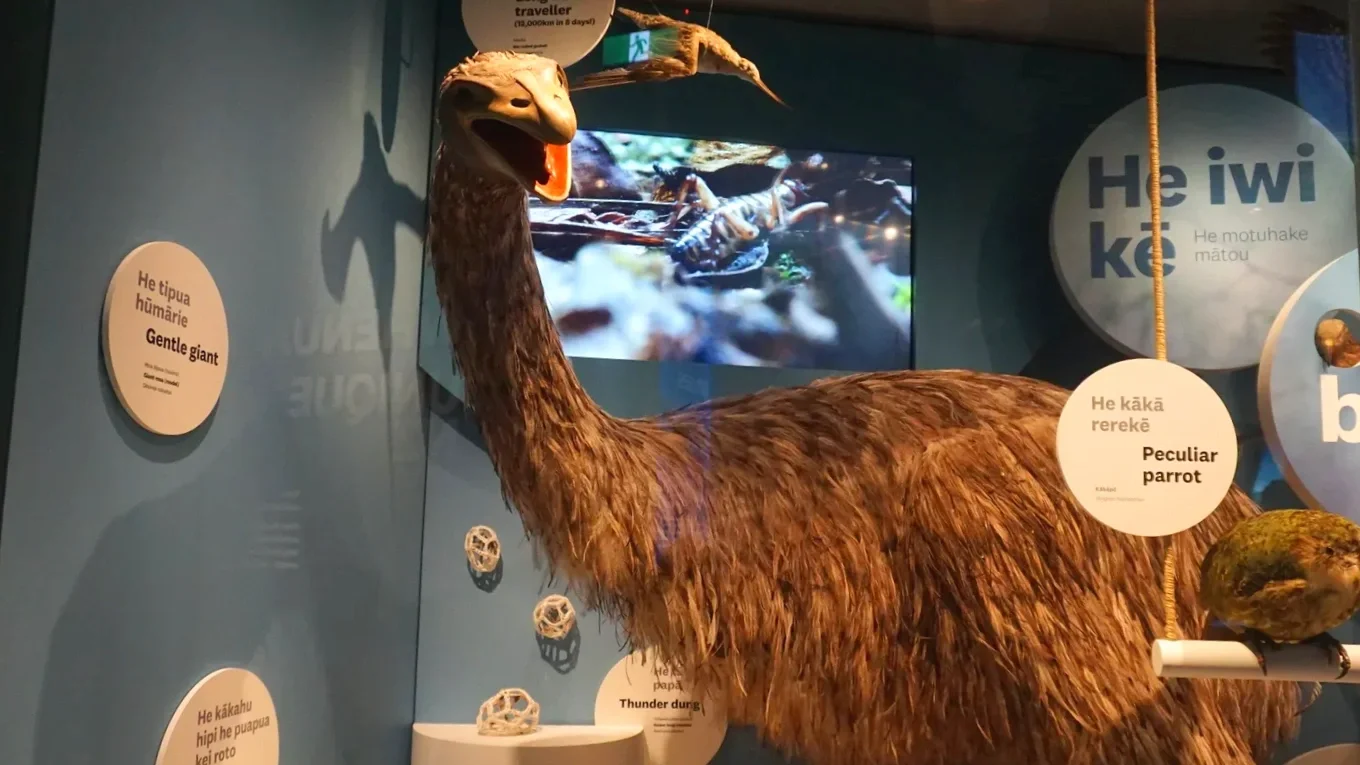 A giant moa bird on display at a museum in Wellington, New Zealand