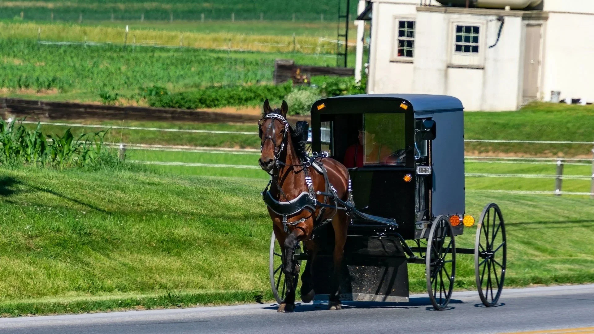 A horse and buggy drive along rolling green hills in Amish Country, Lancaster PA