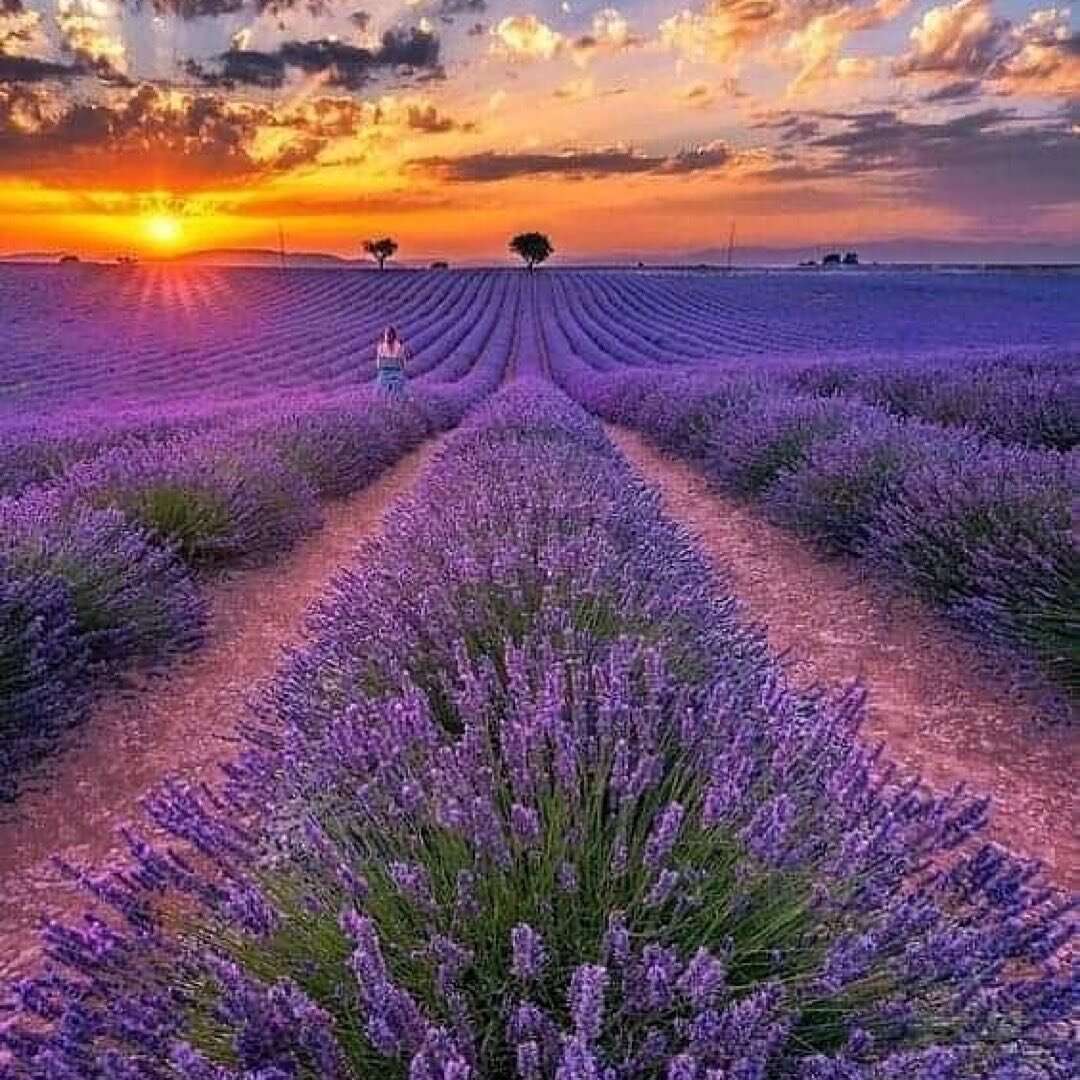 Lavender is one of my favorite oils to use. Not only does it smell amazing but it is gentle and can be used for so many things. One of the most common things it can be used for is sleep, anxiety and relaxation. Many stores sell lavender pillow sprays
