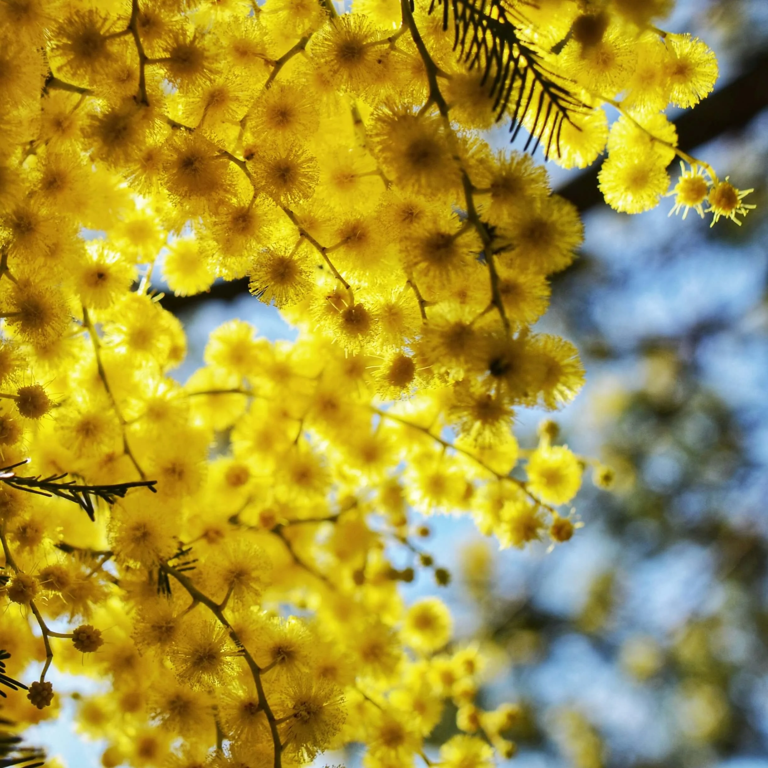 Wattle Festival