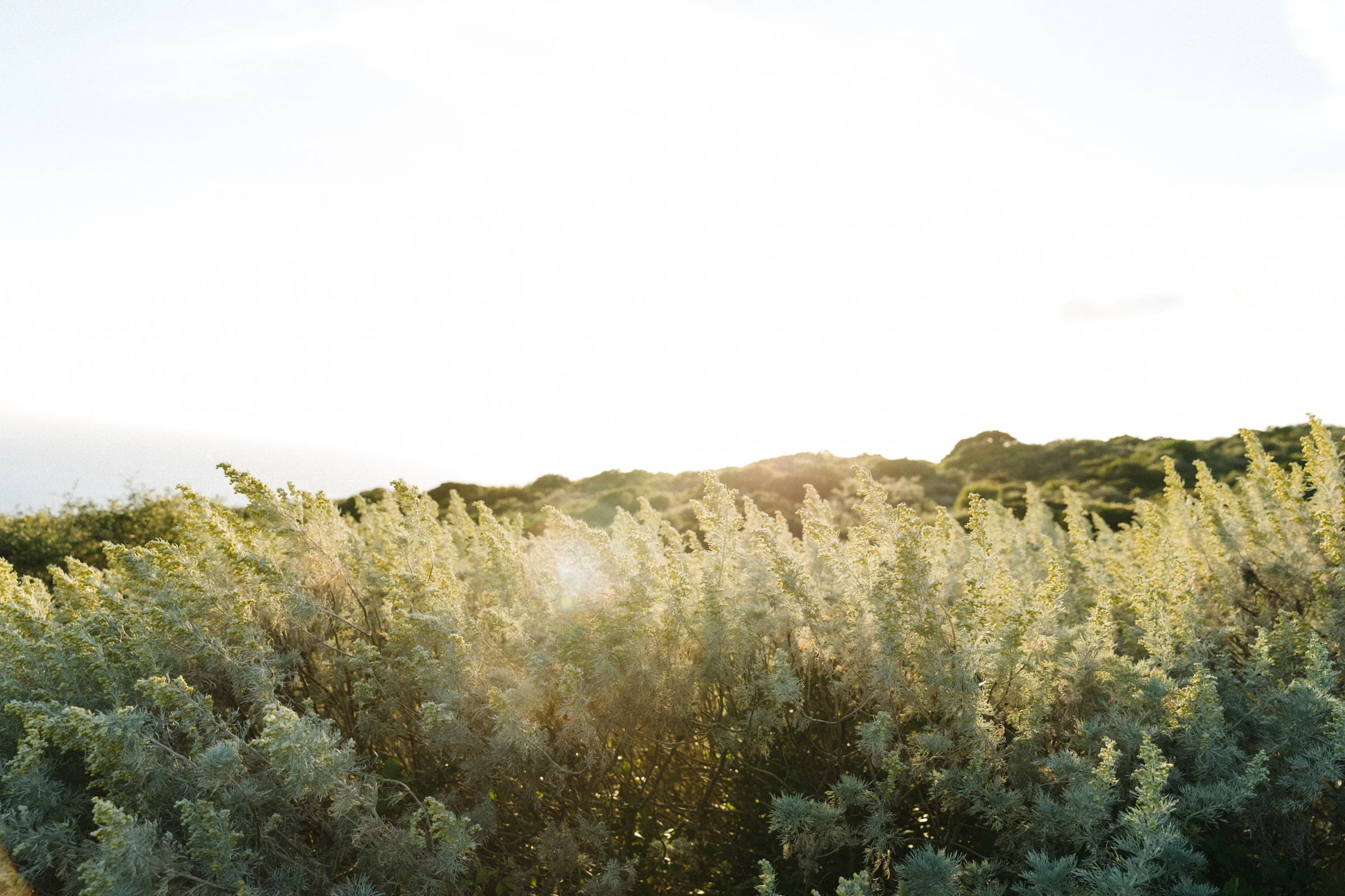 justinealmodovarphotography_laguardiawebsize-4447.jpg
