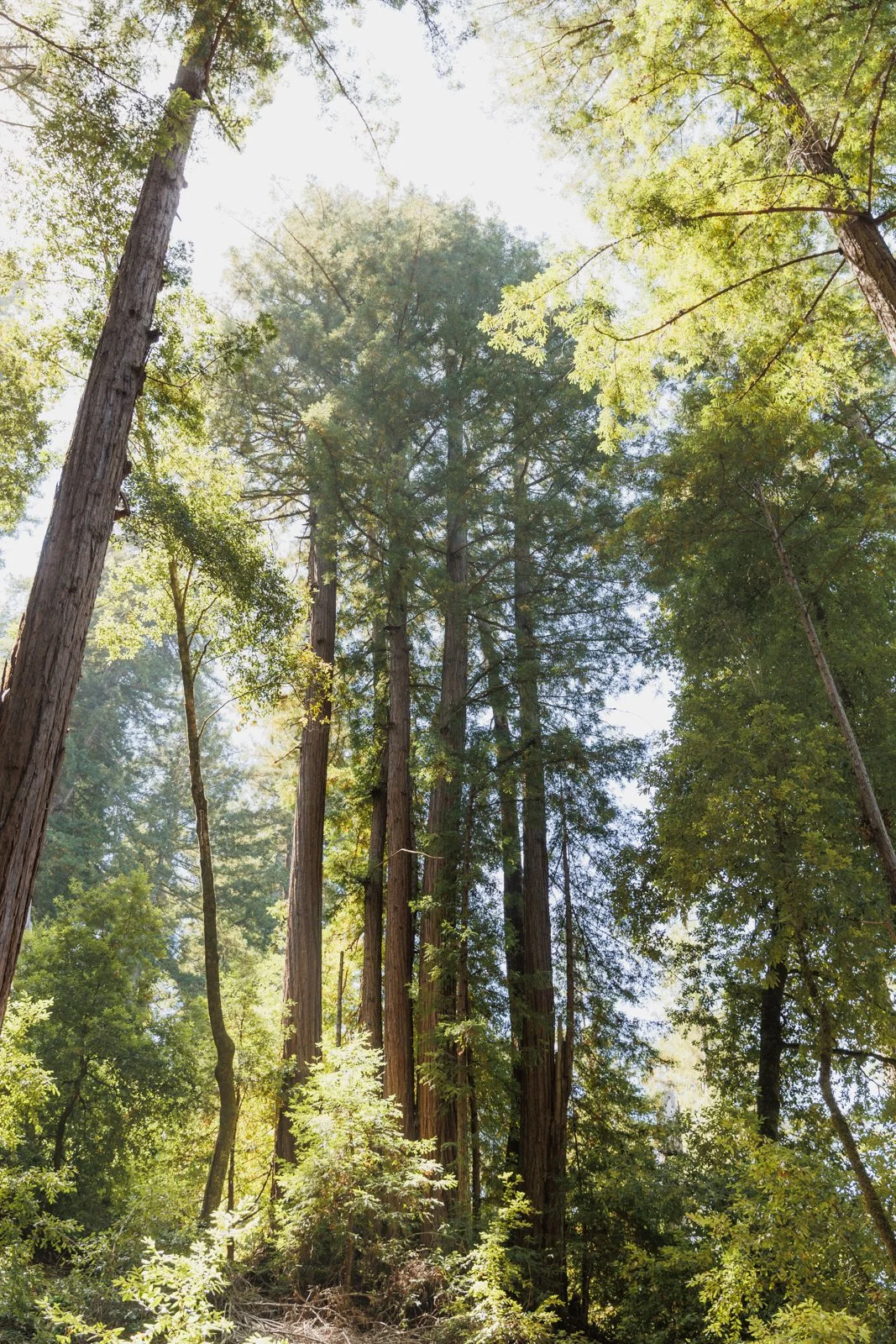 justinealmodovarphotography_redwoodsSCweb-6926.jpg