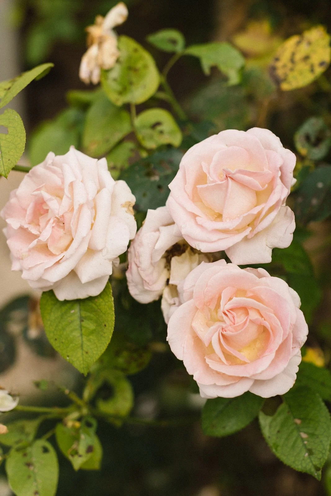 justinegrajskiphotography-0619.jpg