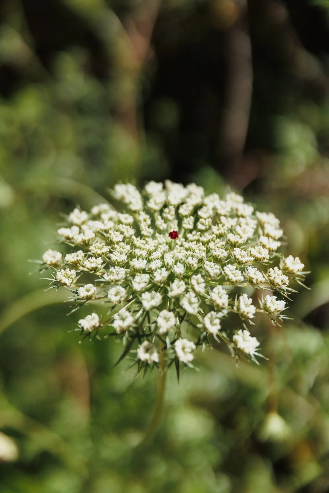 justinealmodovarphotography_laguardiawebsize-3907.jpg