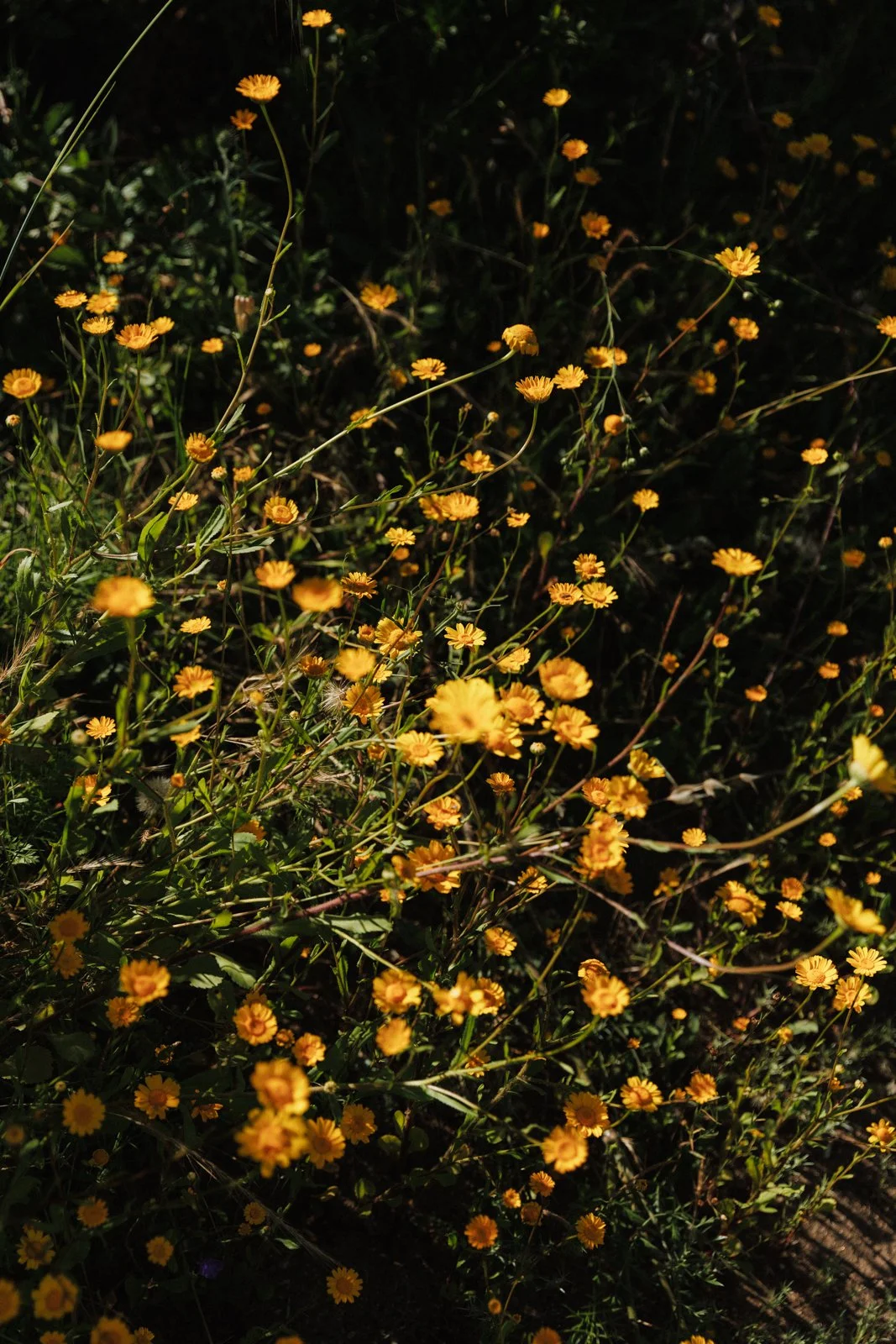justinealmodovarphotography_laguardiawebsize-3973.jpg