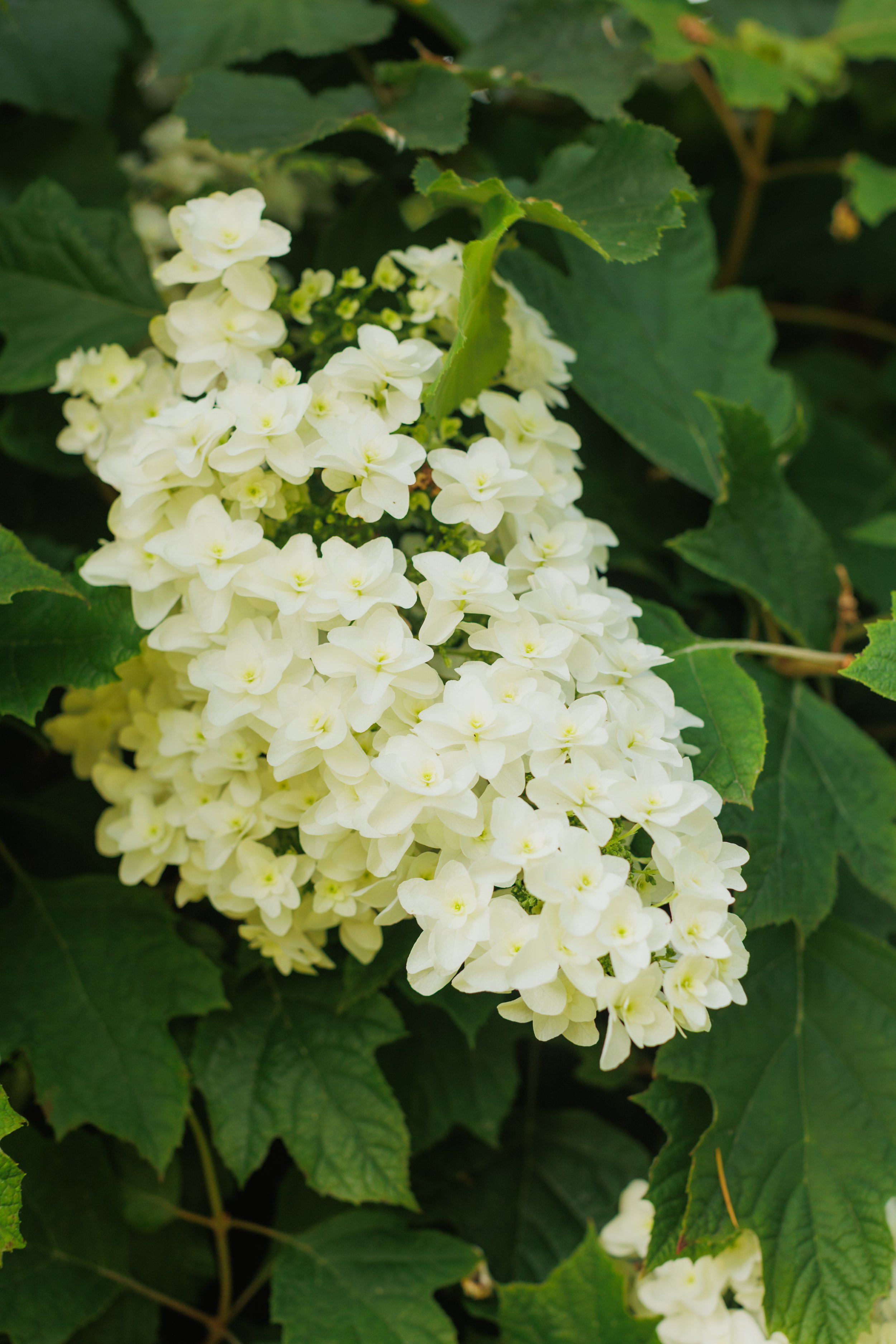 justinealmodovarphoto_villaarnica-6706.jpg