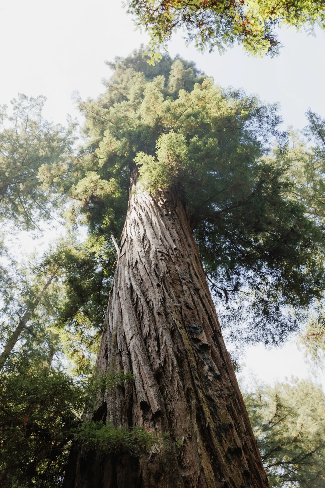 justinealmodovarphotography_redwoodsSCweb-6917.jpg