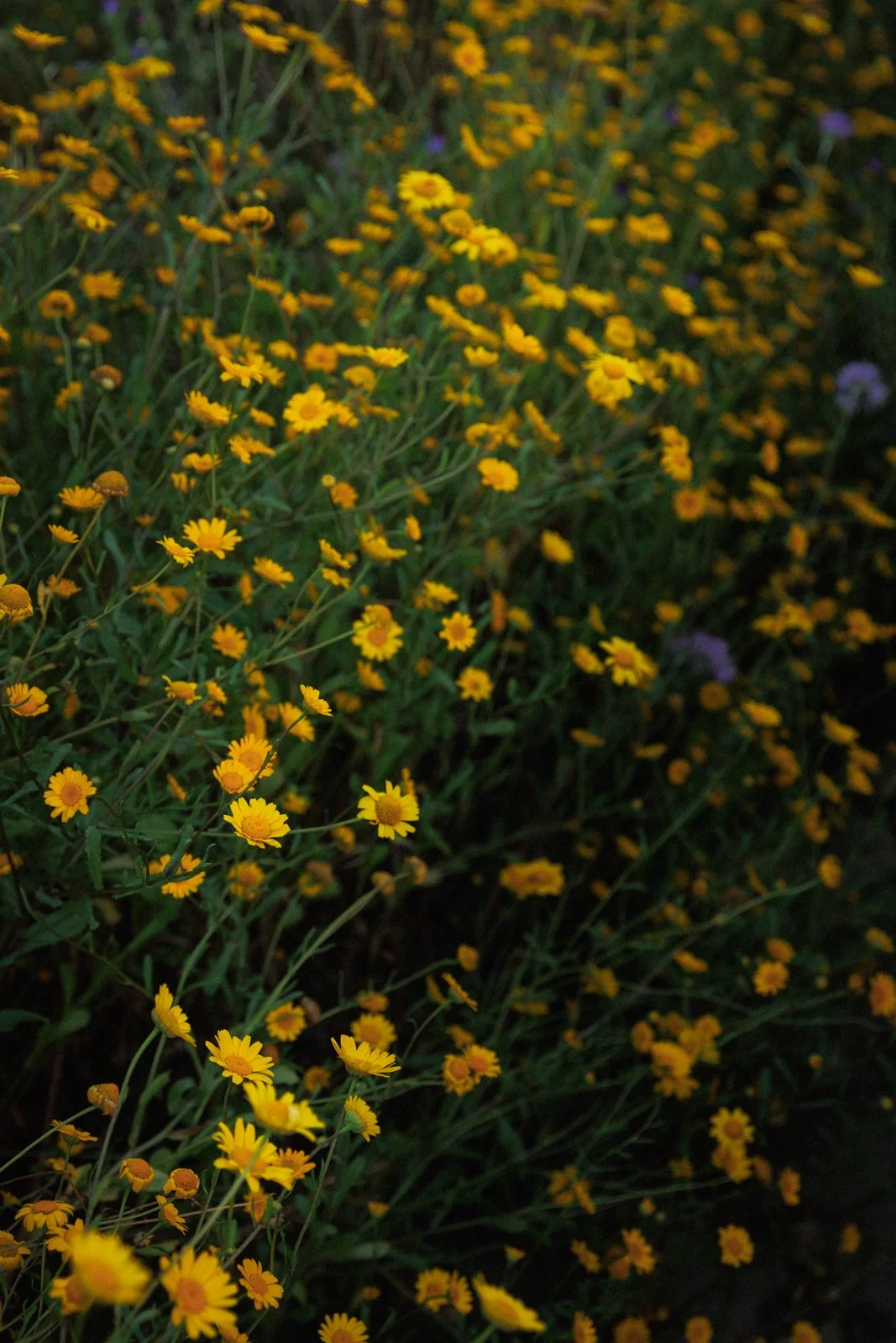 justinealmodovarphotography_laguardiawebsize-4444.jpg