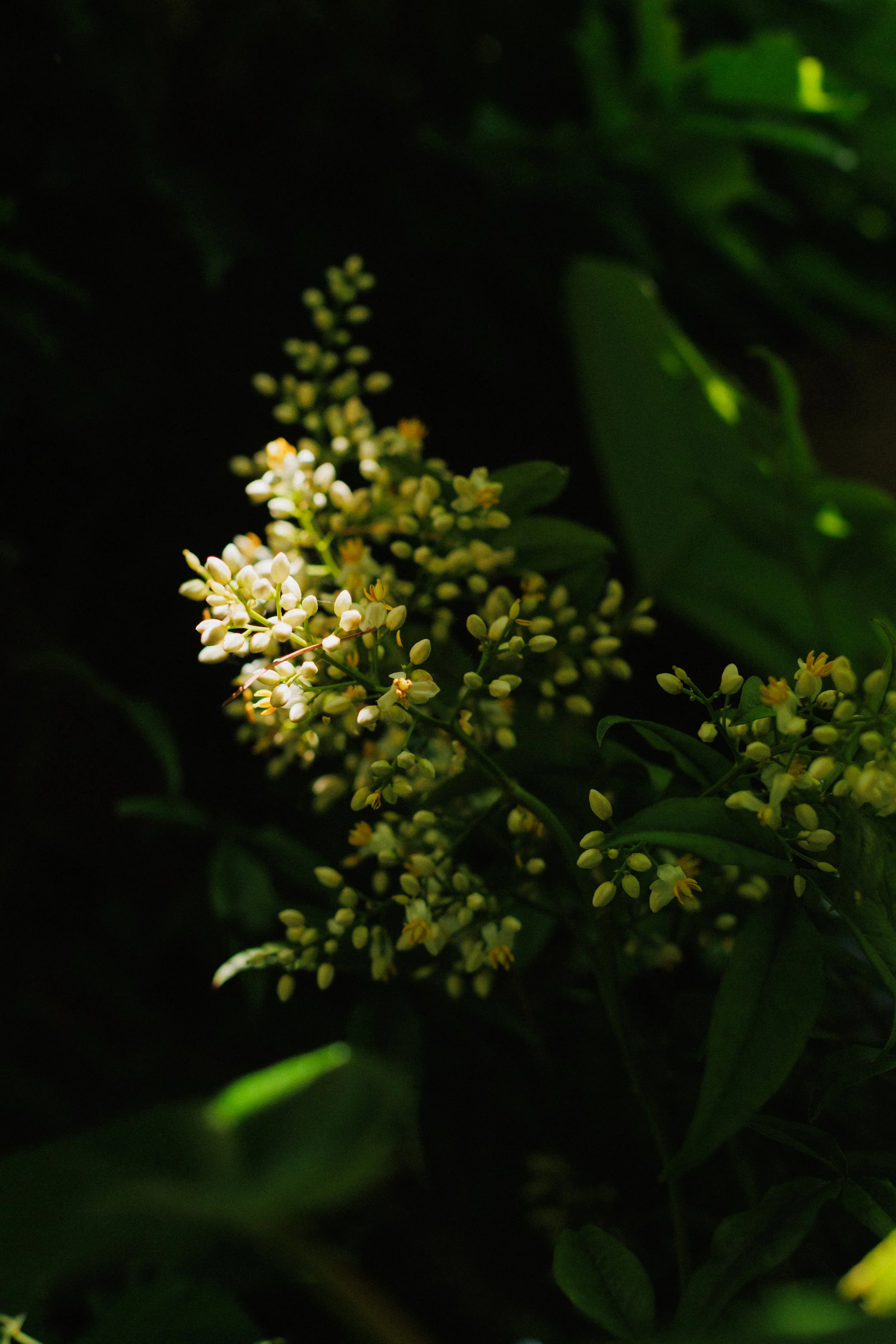 justinealmodovarphoto_villaarnica-6980.jpg