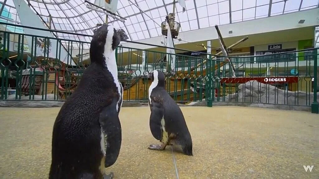 Penguins Run Wild