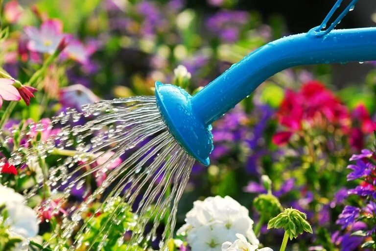 Summer Gardening Tips