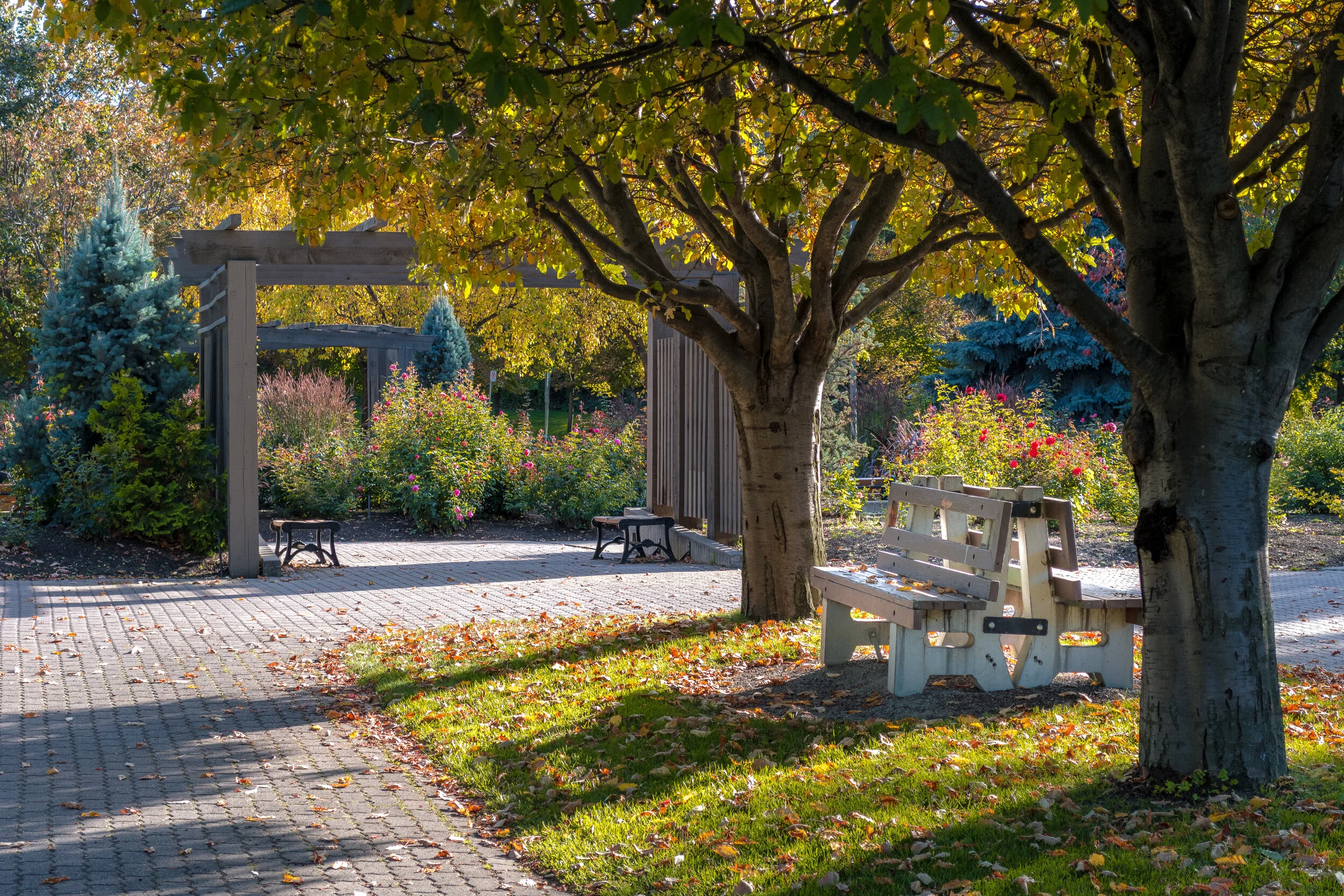 Neighbourhood Spotlight: Pacific Douglas