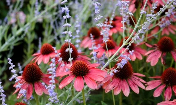 Fall Landscaping Tips: Planting New Shrubs and Cutting Back Perennials