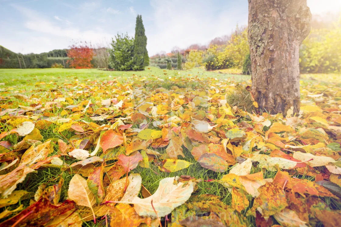 Fall Landscaping Tips: Collecting Leaves and Mulching