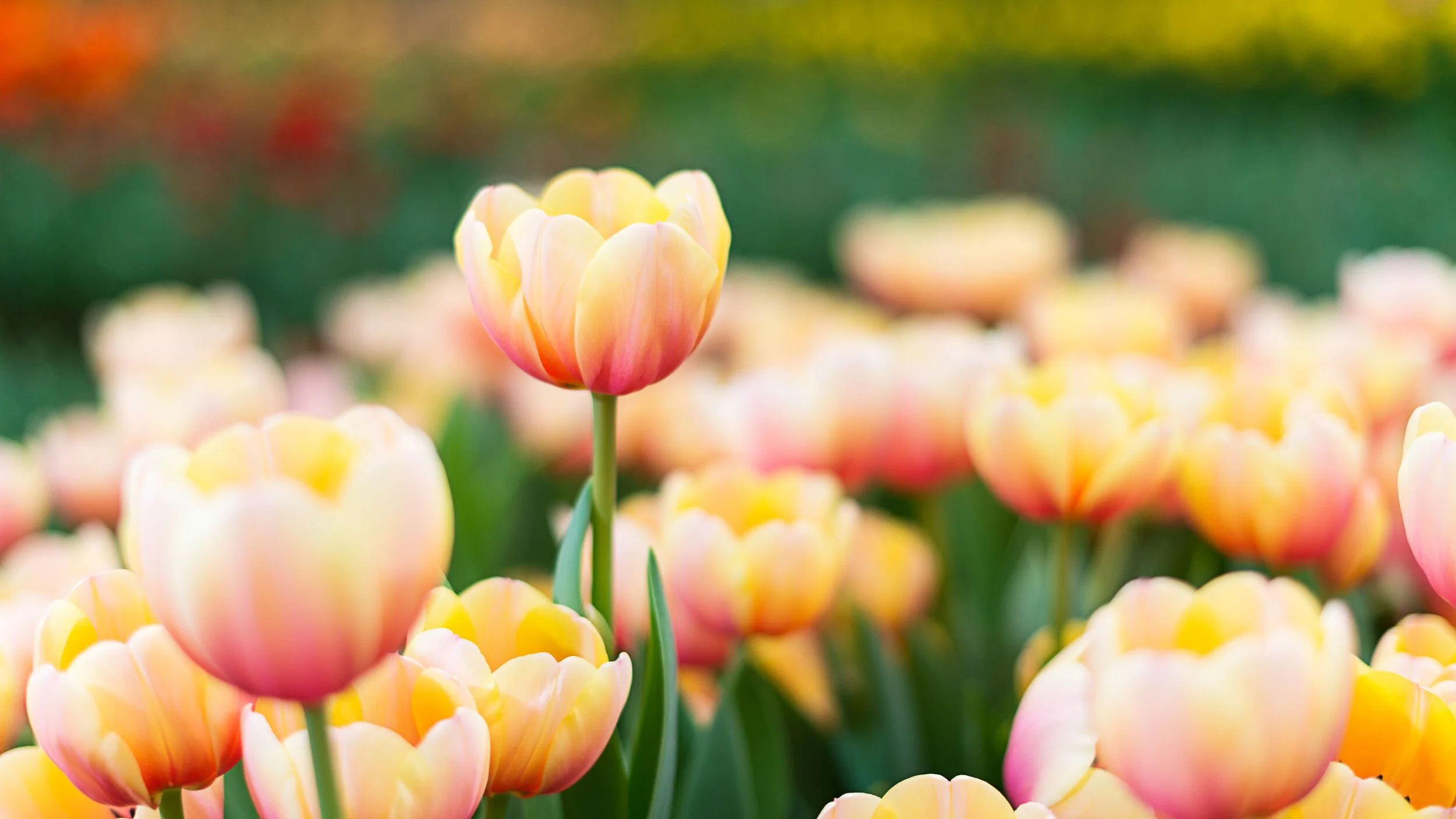 Fall Landscaping Tips: Planting Spring Bulbs