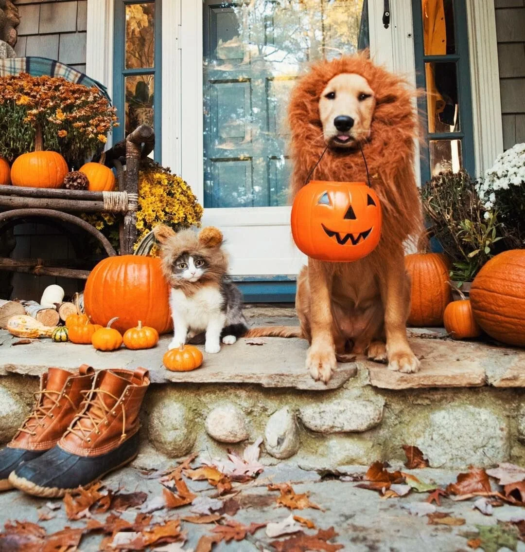 Happy Halloween