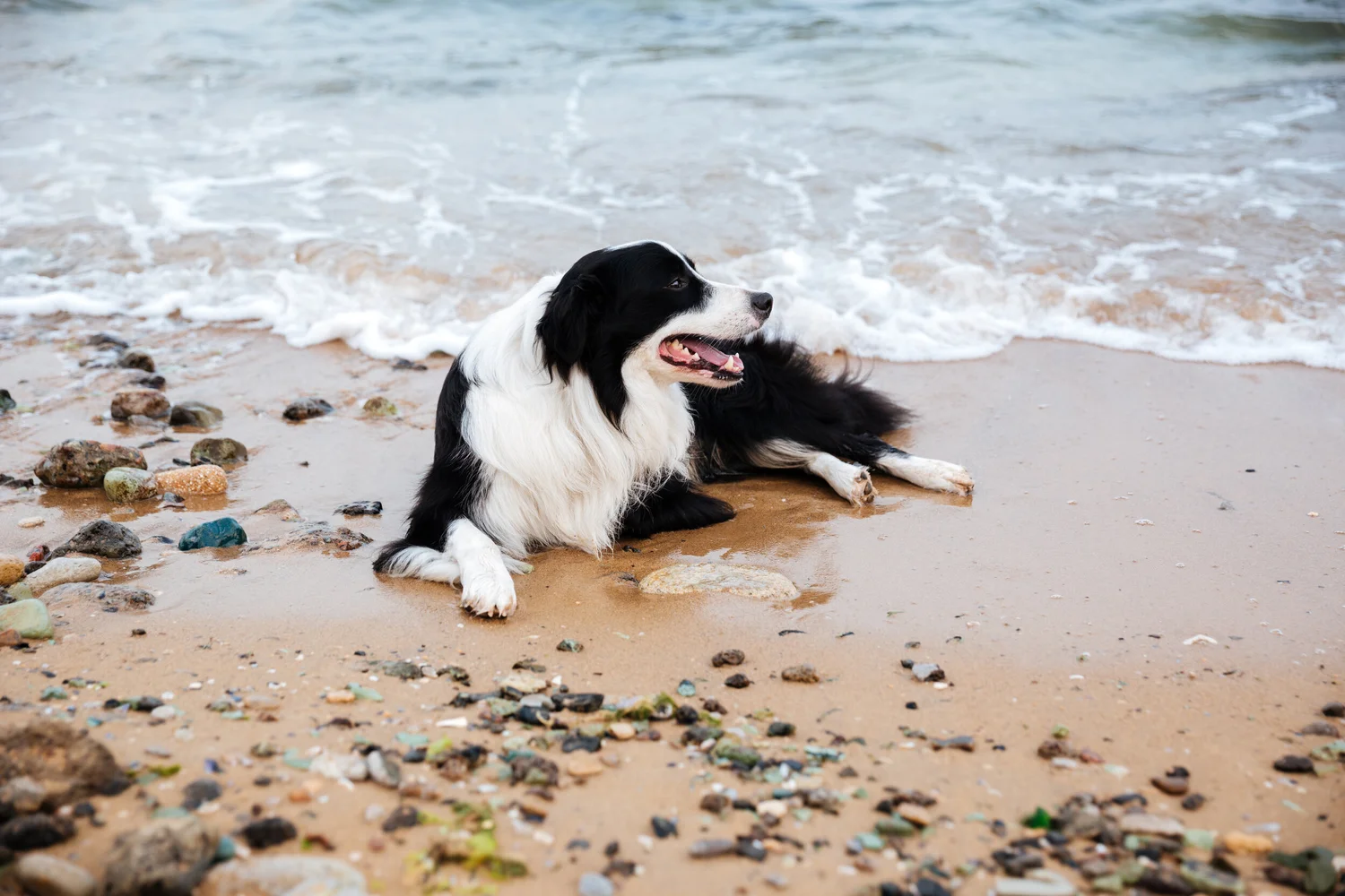 Dogs on the Beach