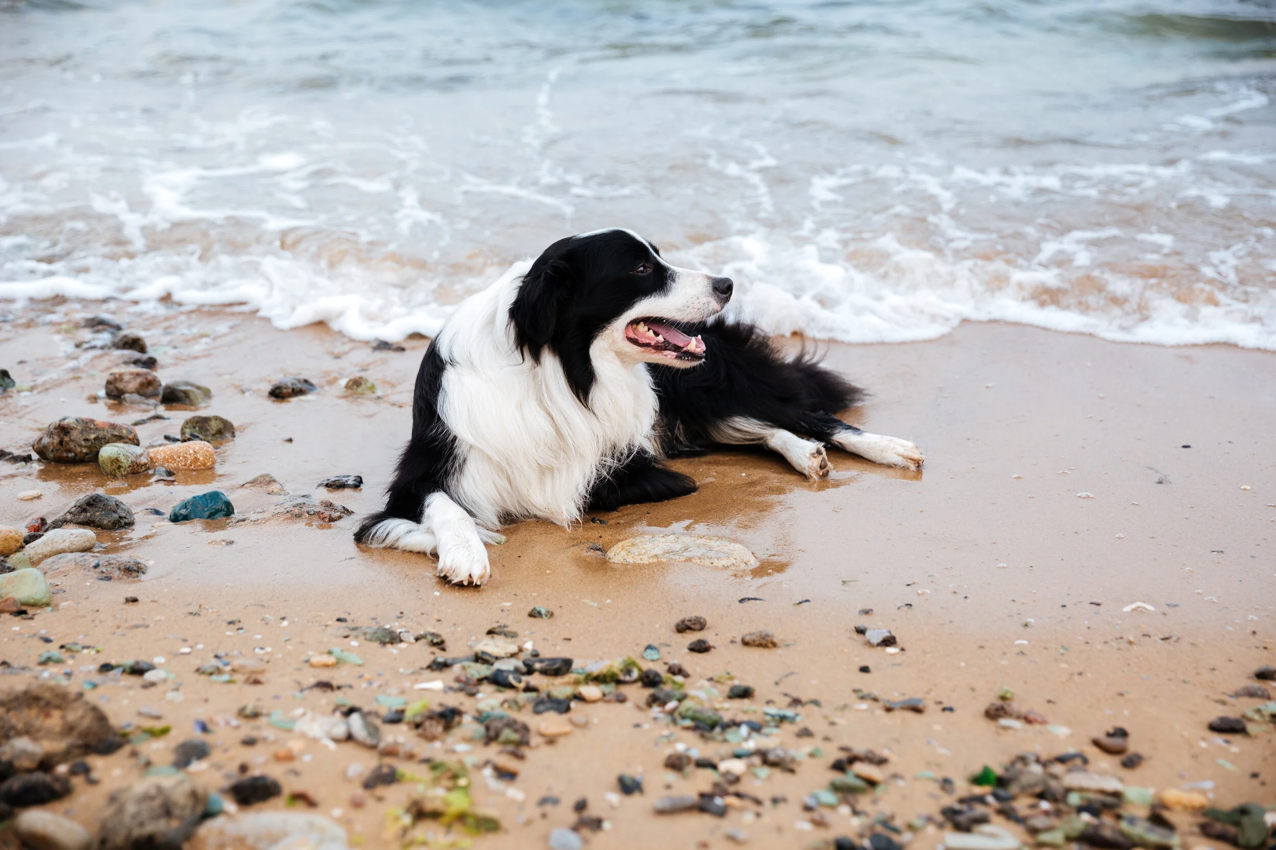 Dogs on the Beach