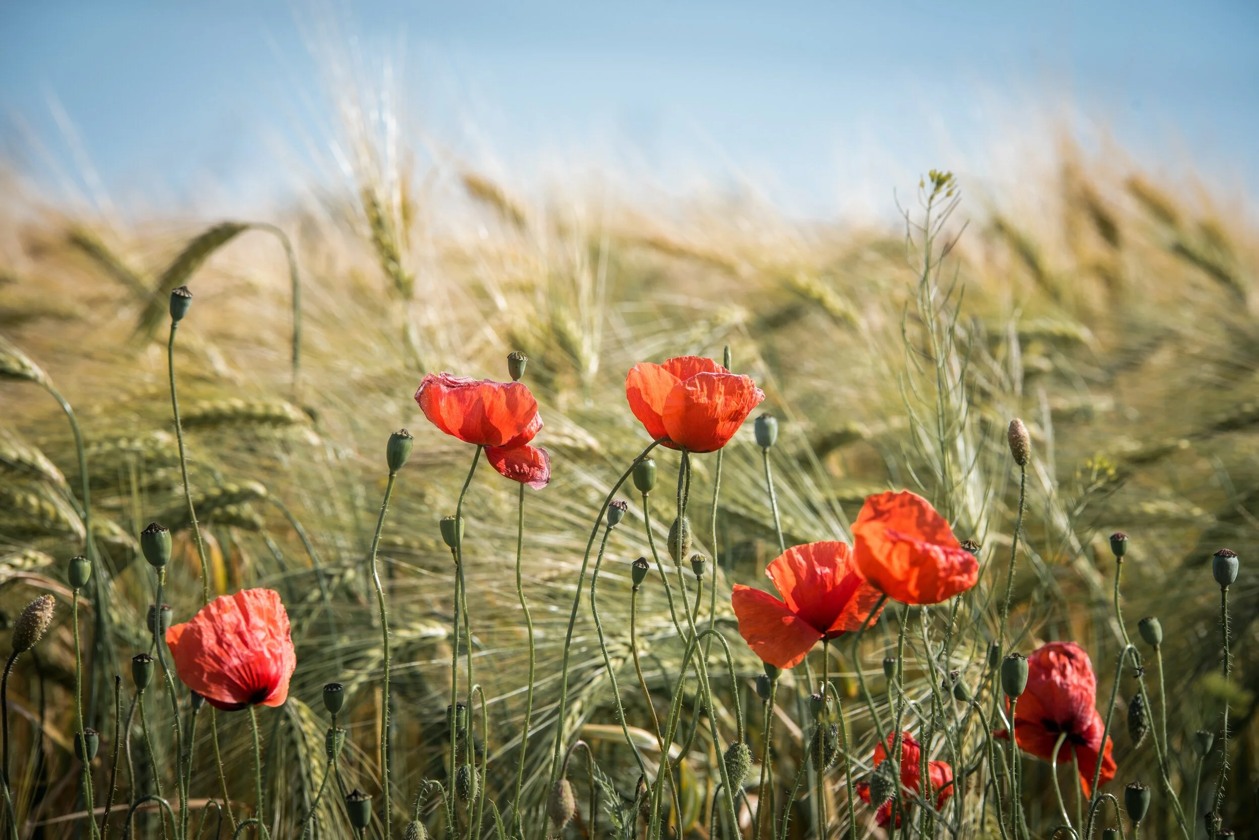 Lest We Forget