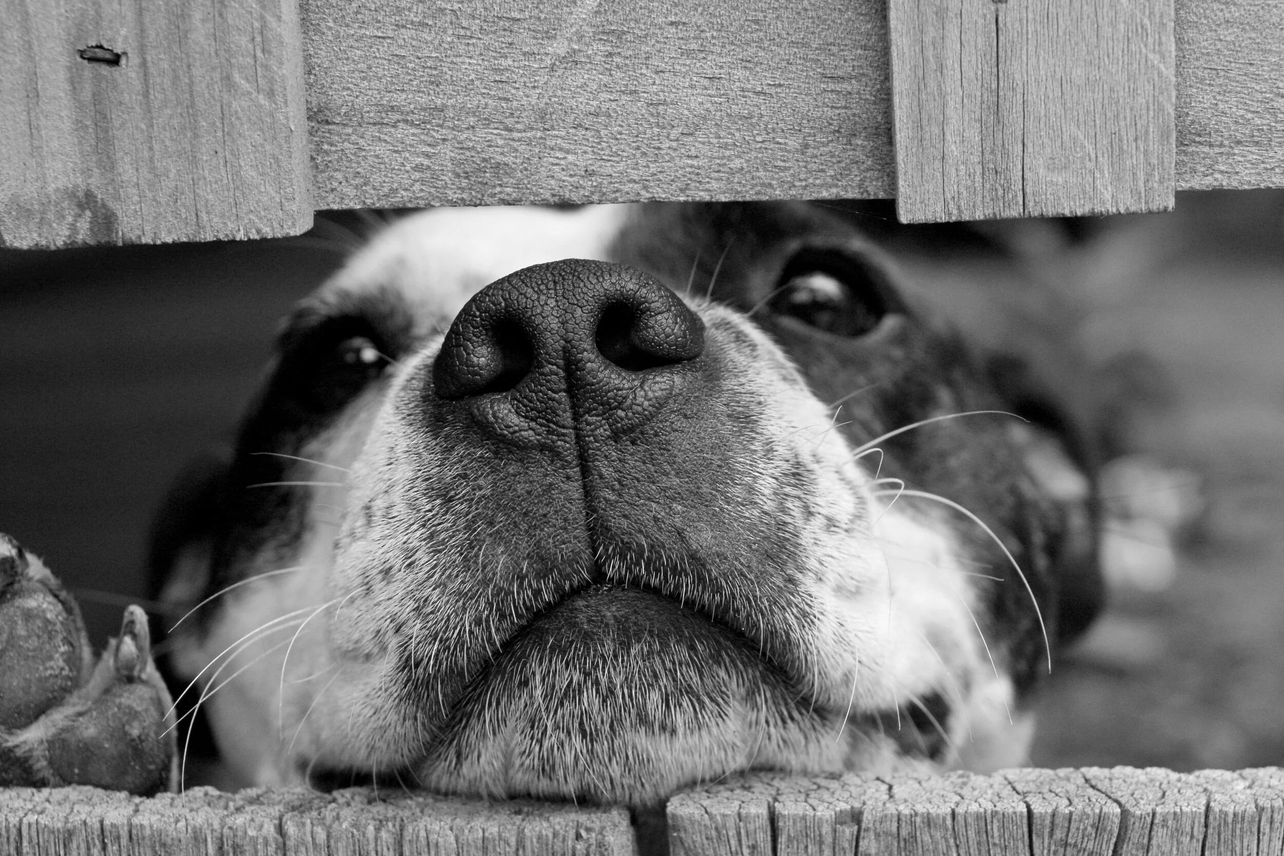 These Dogs are Pawsome