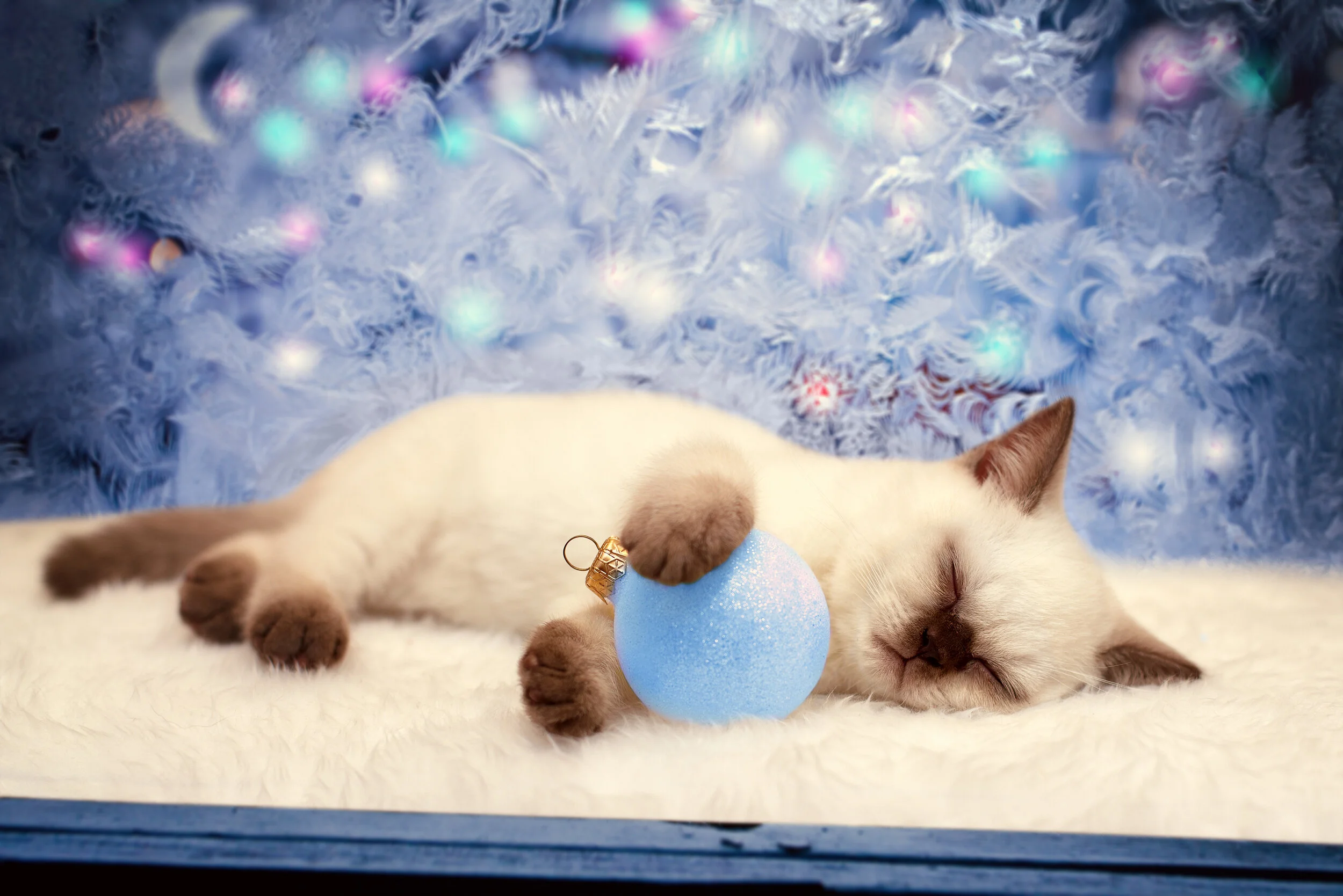 20 Sleeps until Christmas…