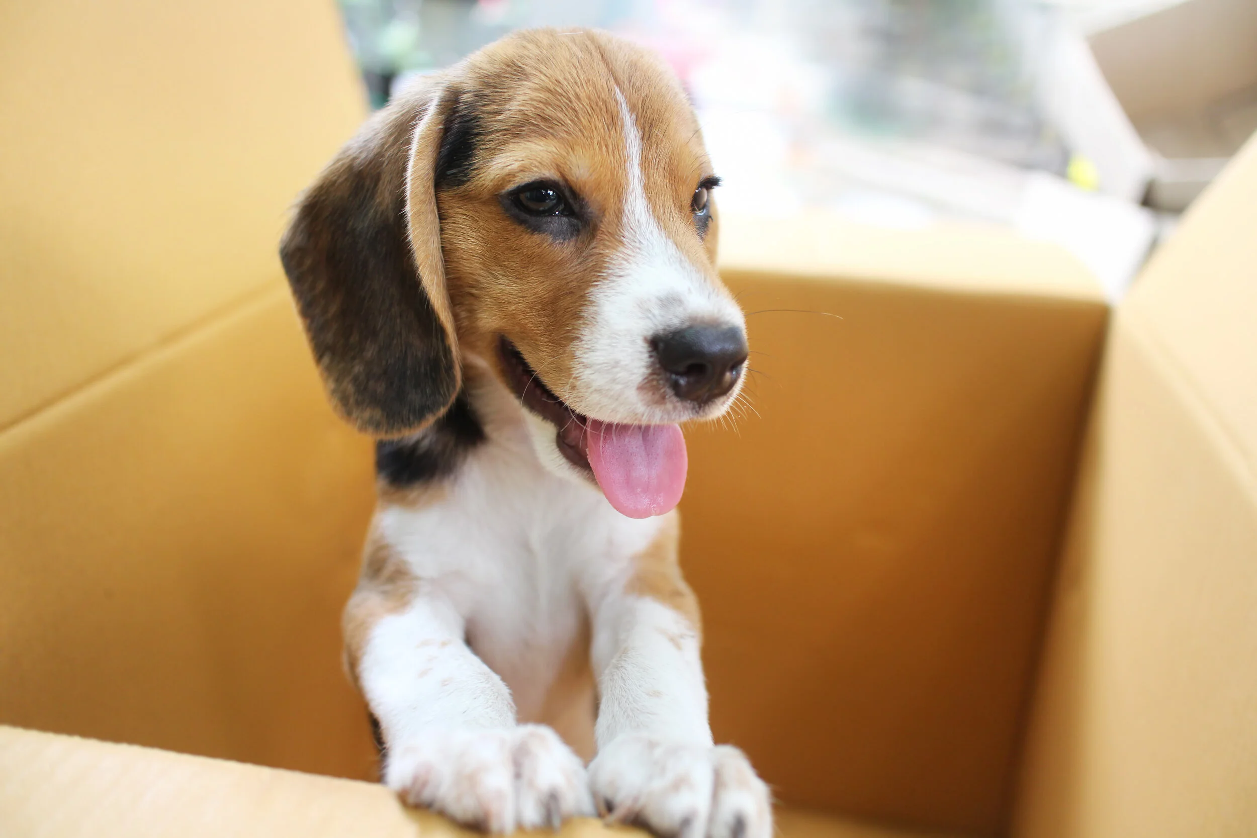 Prep Your Pets for Moving Day