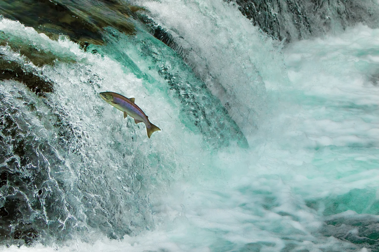  For the first time in 80 years, salmon are spawning in the Upper Columbia river. 