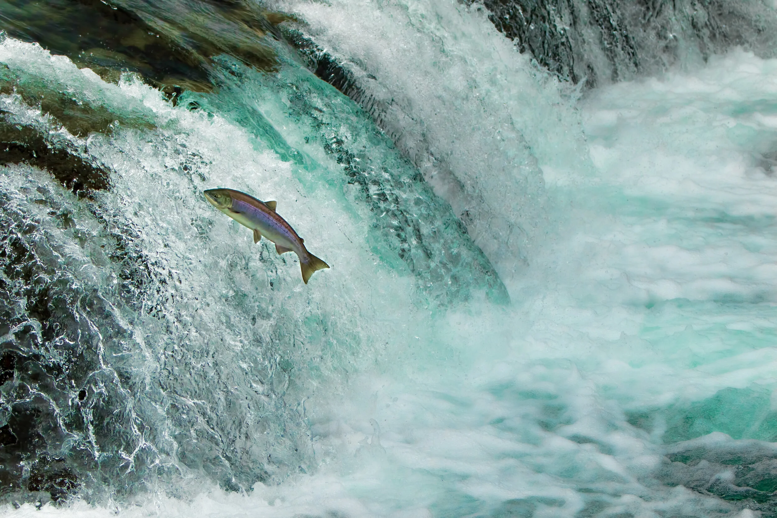  For the first time in 80 years, salmon are spawning in the Upper Columbia river. 