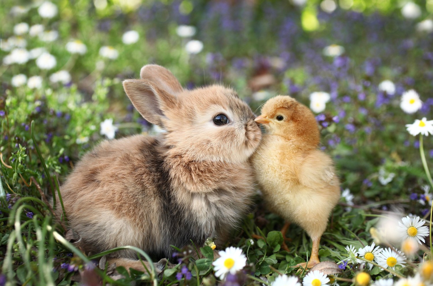 Hoppy Easter