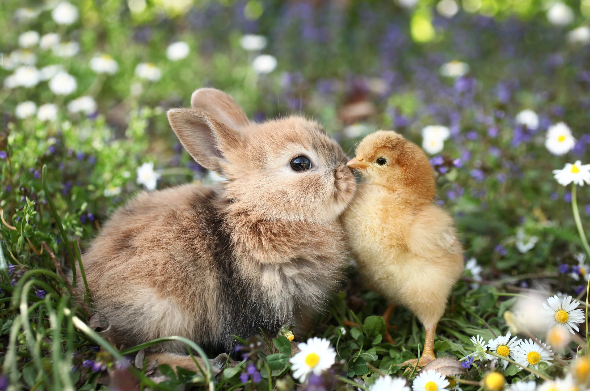 Hoppy Easter