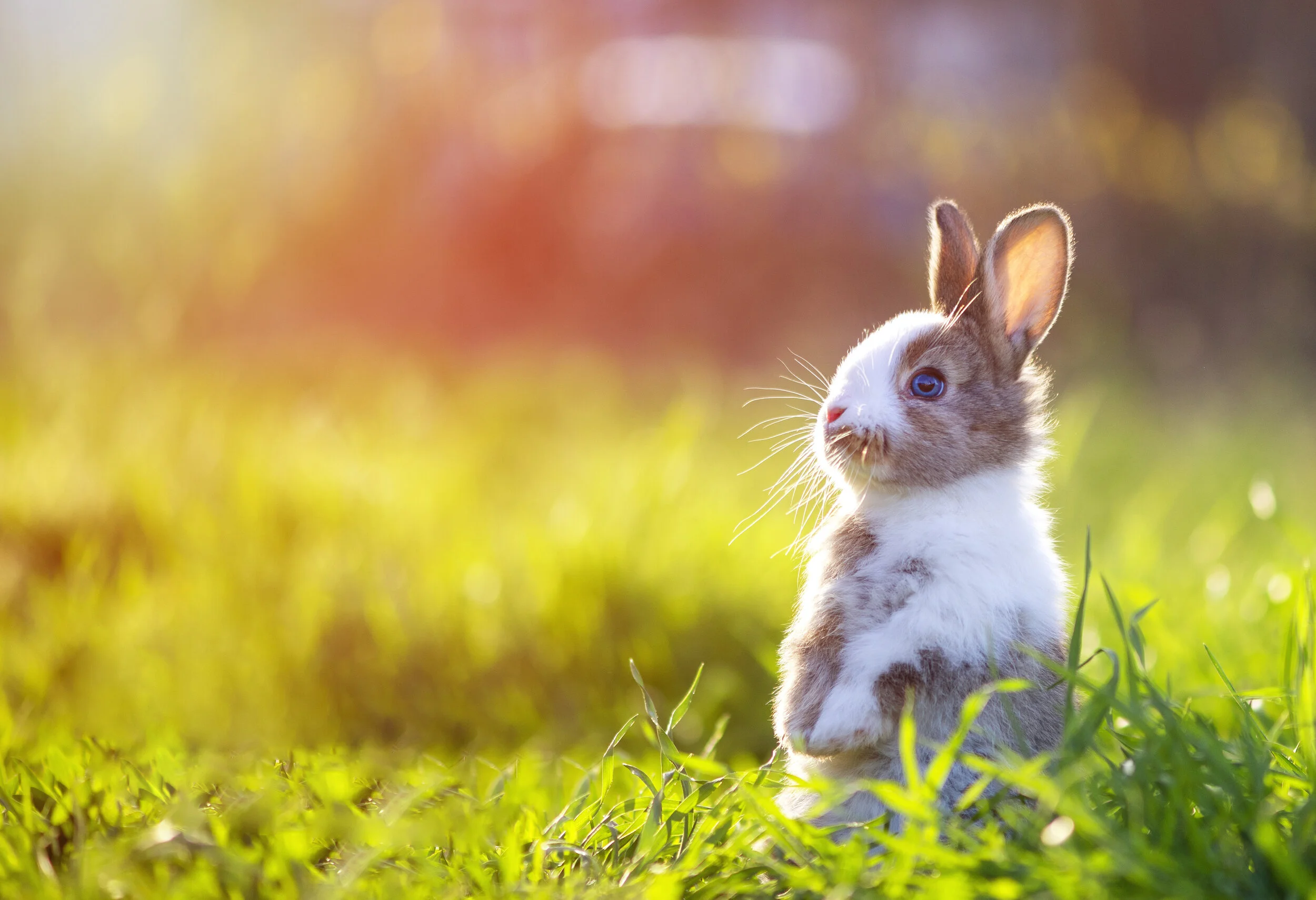 AdobeStock_314316713.jpeg