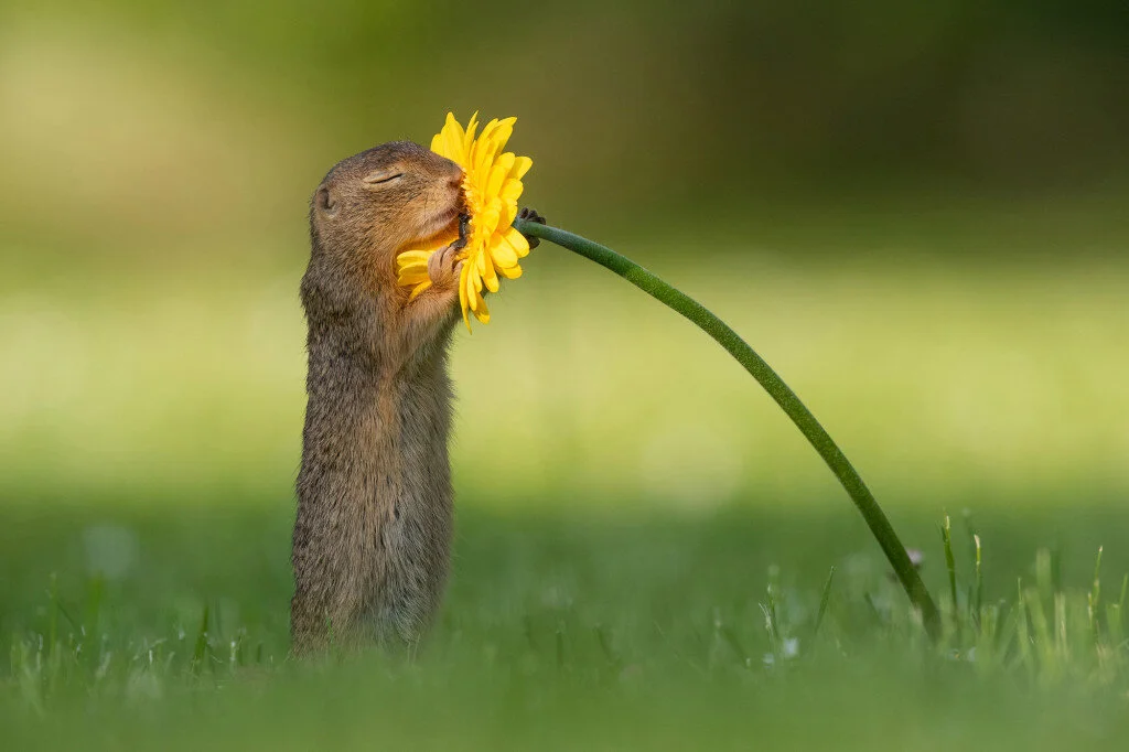 Stop and Smell the Flowers