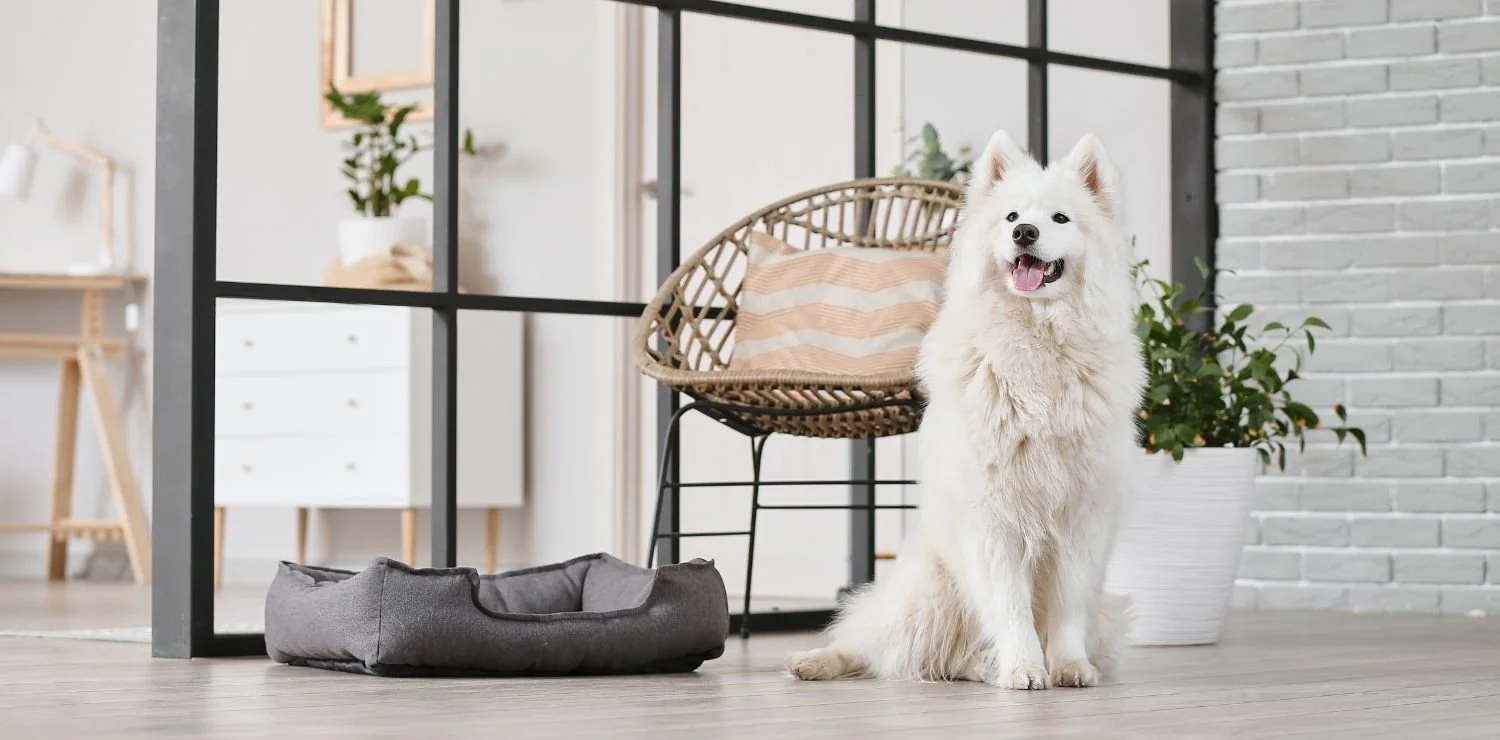 Need a Pet-Friendly Home This Spring?