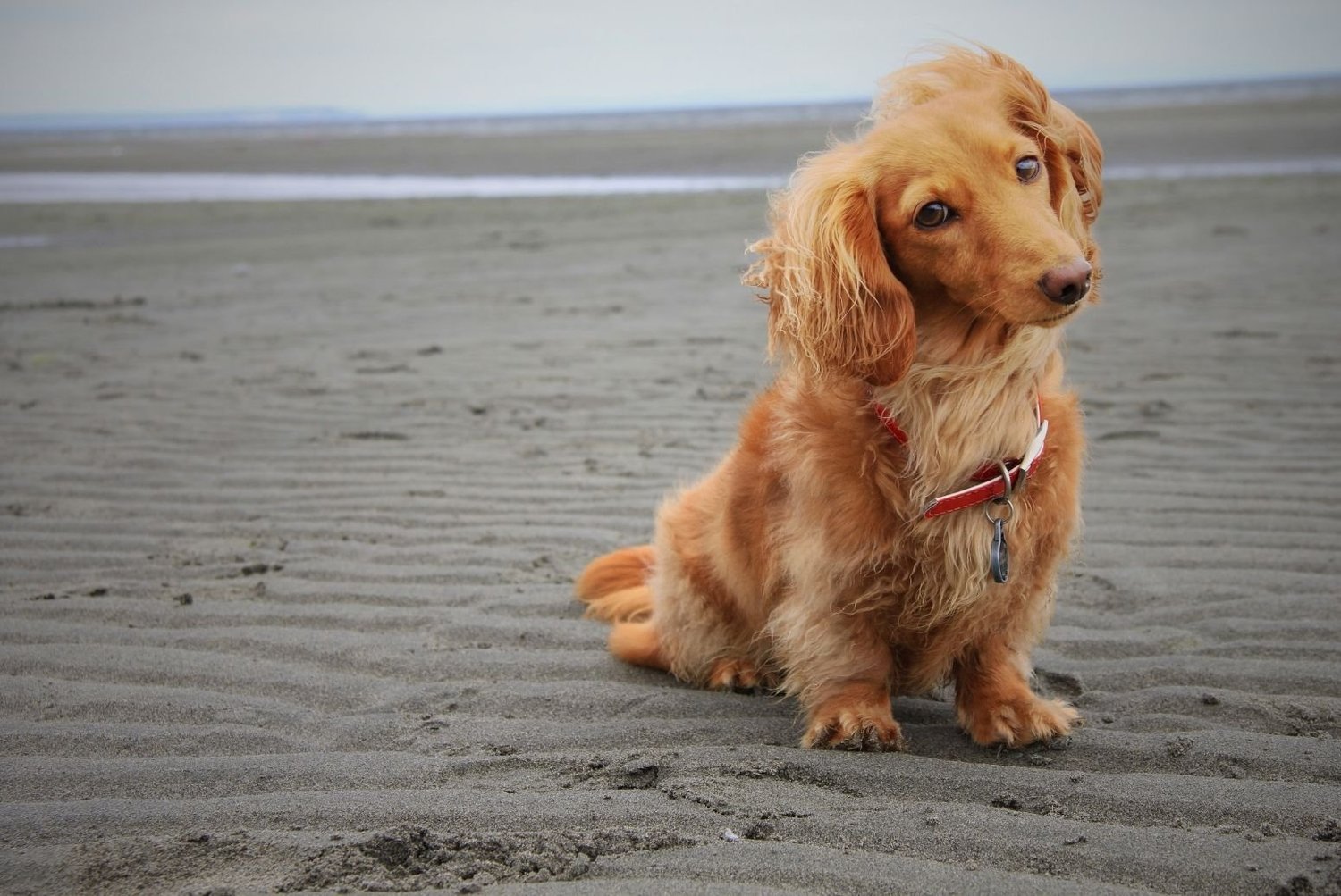 Coastal Petiquette: The 2026 White Rock Dog-Owner’s Guide