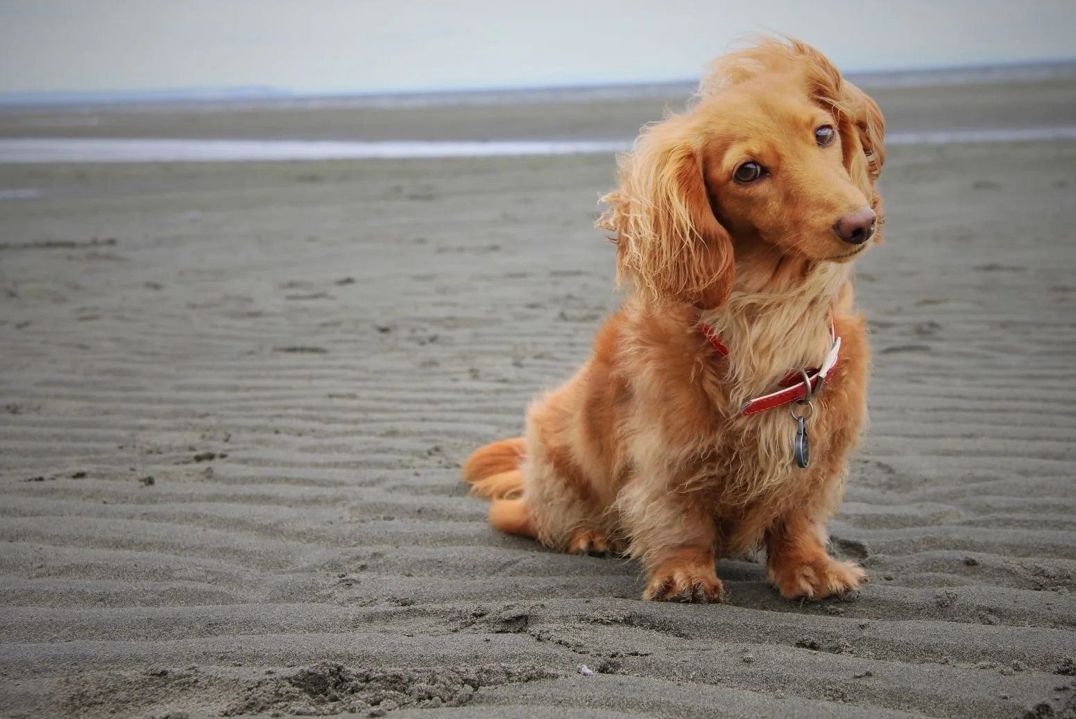 Coastal Petiquette: The 2026 White Rock Dog-Owner’s Guide
