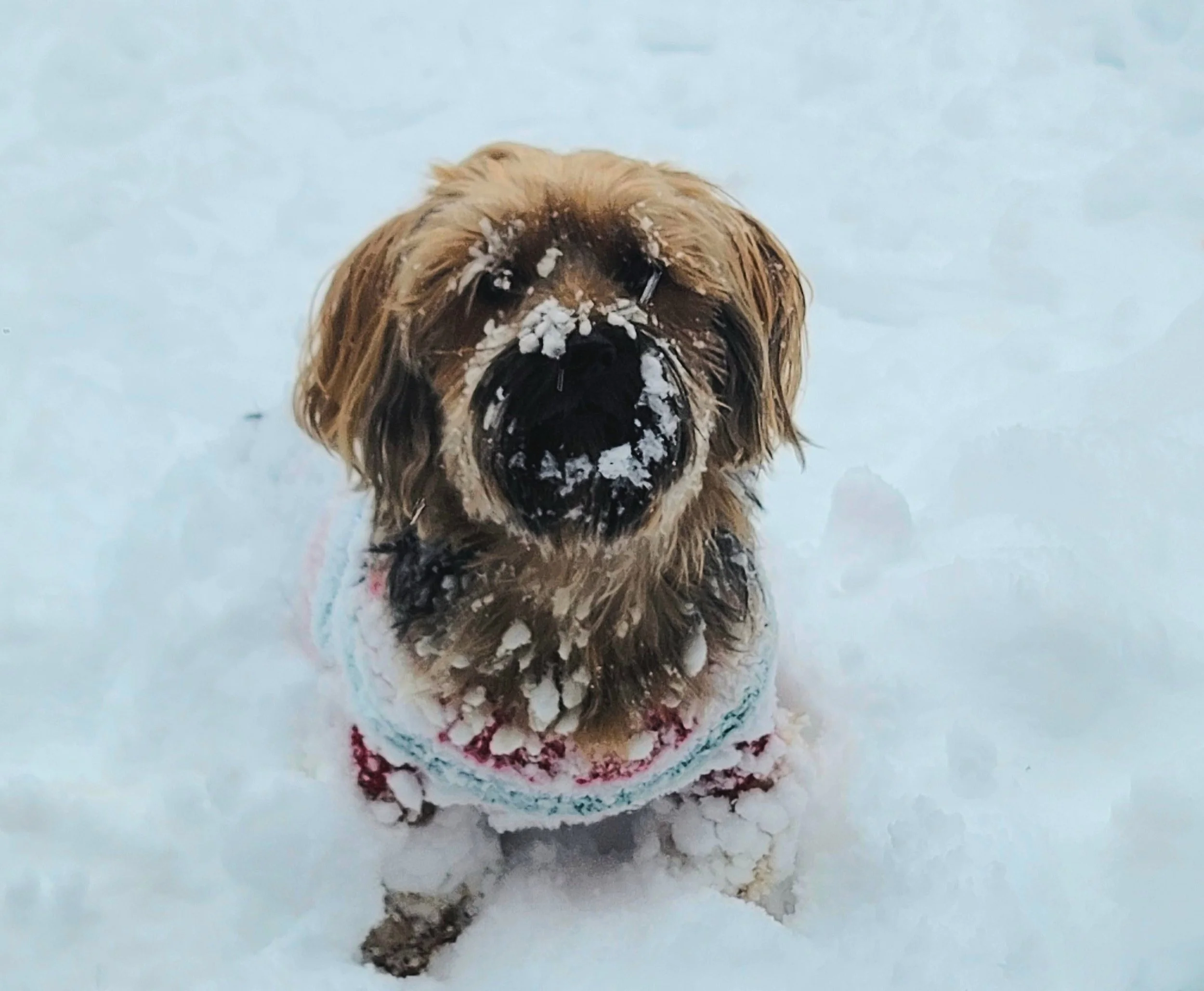 White Rock Real Estate Snow Day Fun