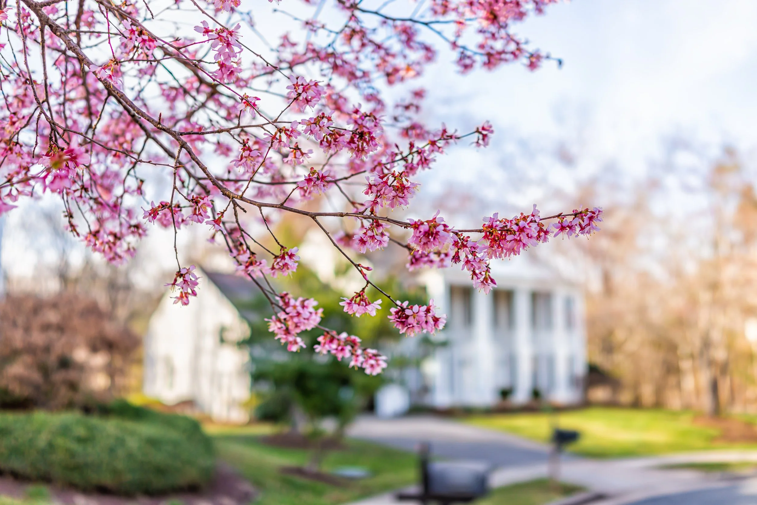 Pros and Cons of Buying in the Spring