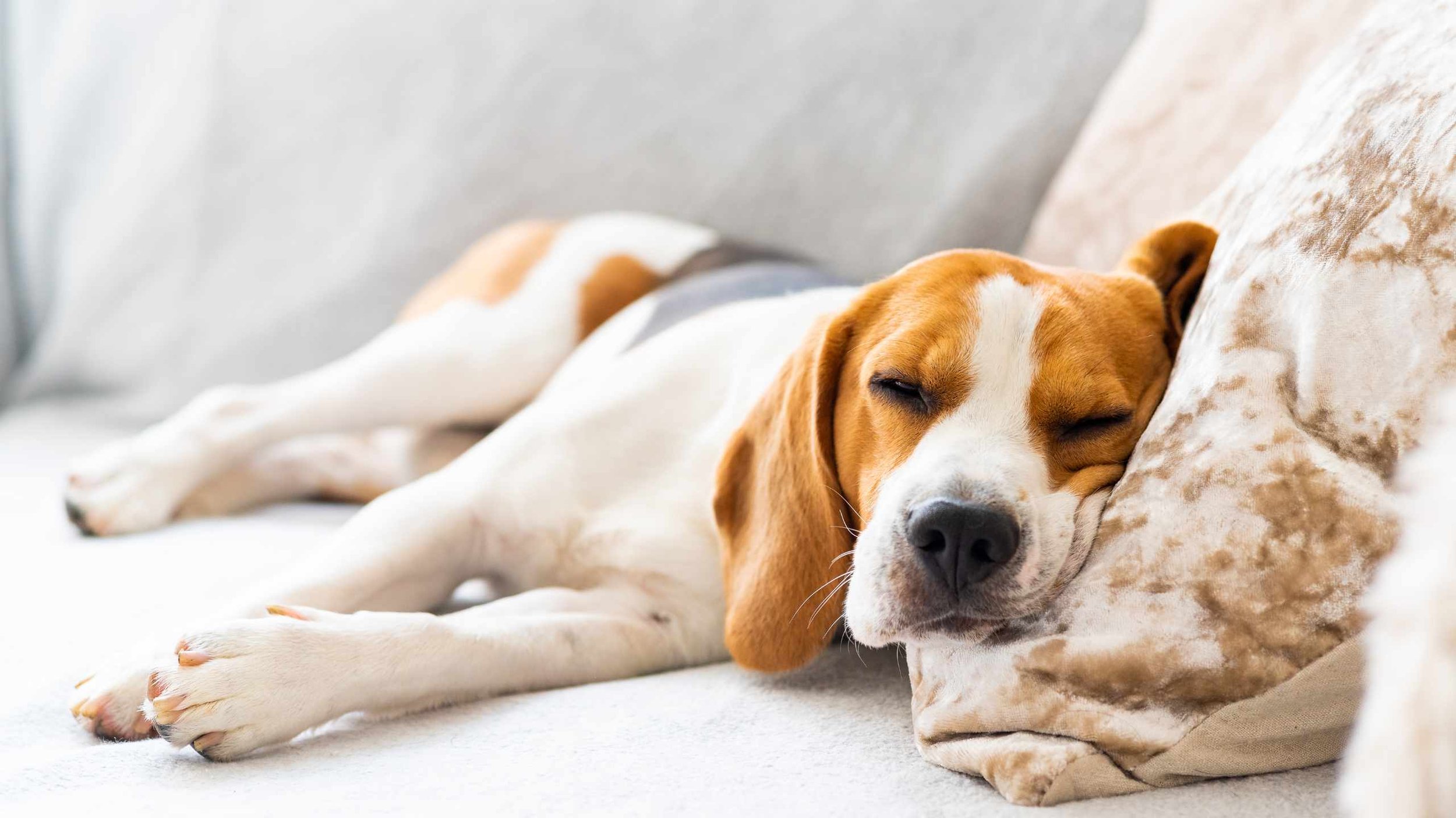 Discover Pet-Friendly White Rock Real Estate: Top Developments for You and Your Furry Friends