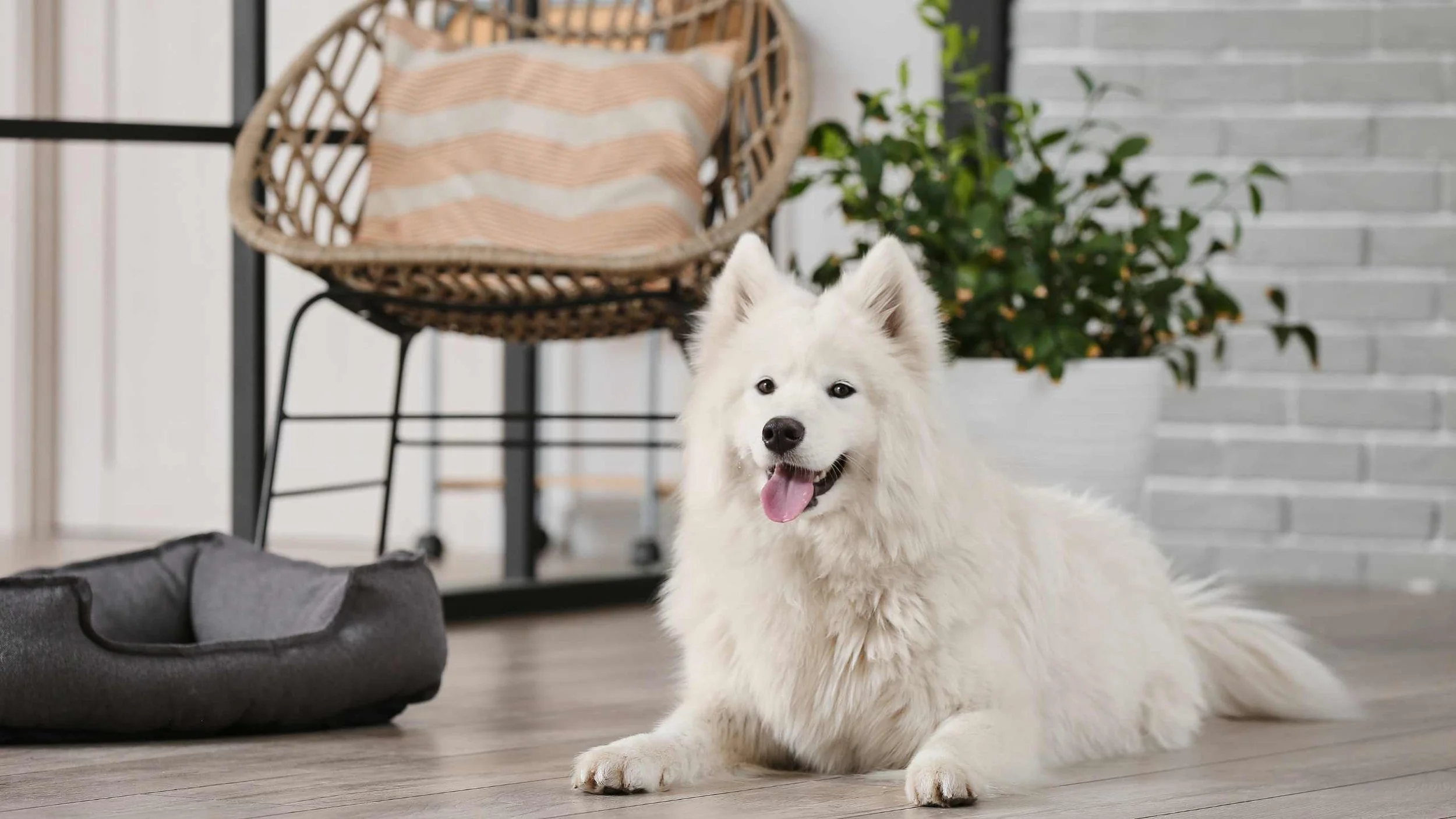 Paws and Properties: Designing Pet-Friendly Homes in White Rock